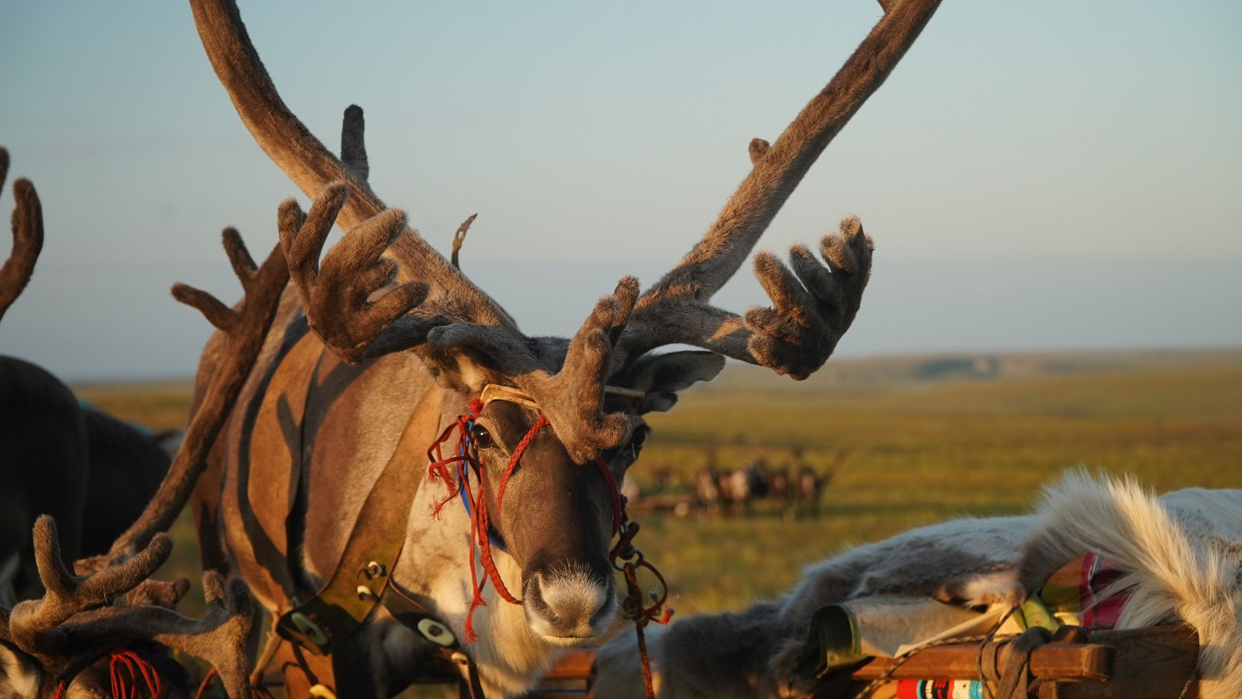 Амдерма — наука (2020 г.). Фотоальбом показывающий увлекательный мир авиации и мир медведей Андрея Иванова