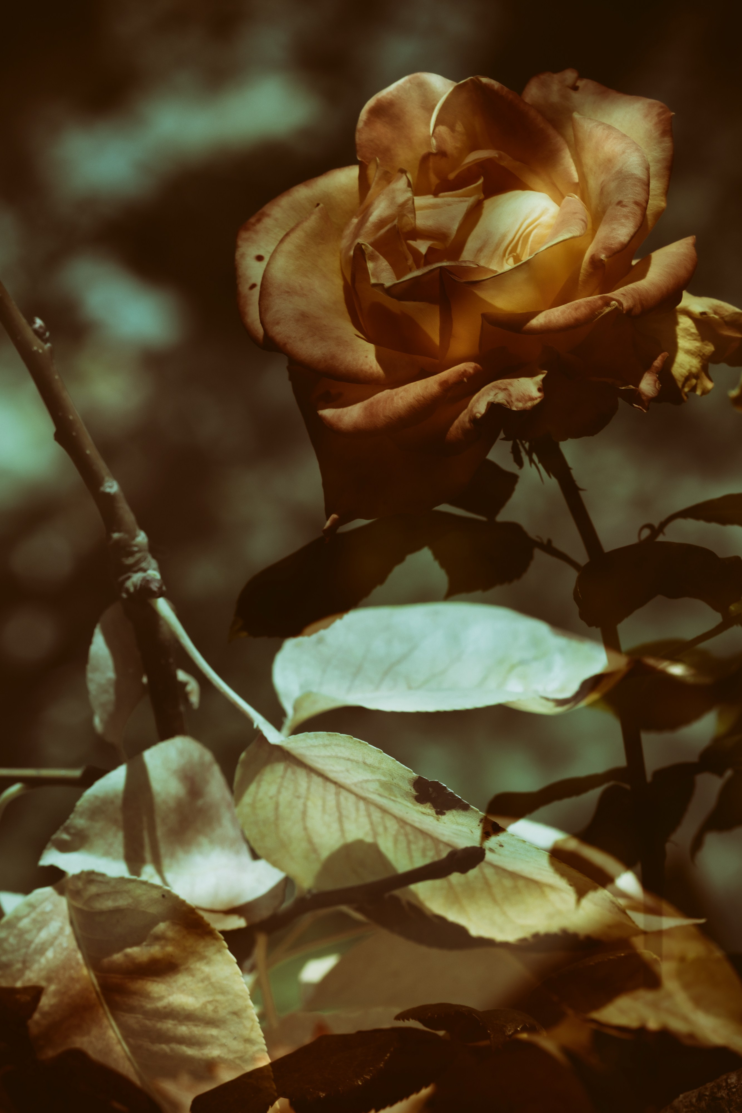 Зарисовки на балконе и на даче. Фотограф в Москве, в Самаре Инна Мамонова