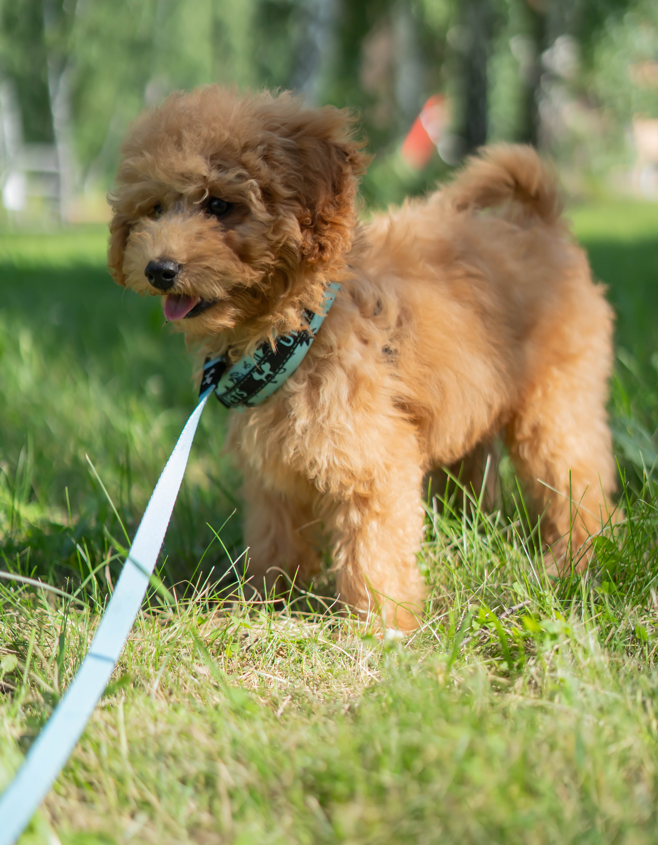 Прогулочная фотосессия Новосибирск Краснообск Love-story  фотосессия Новосибирск Краснообск