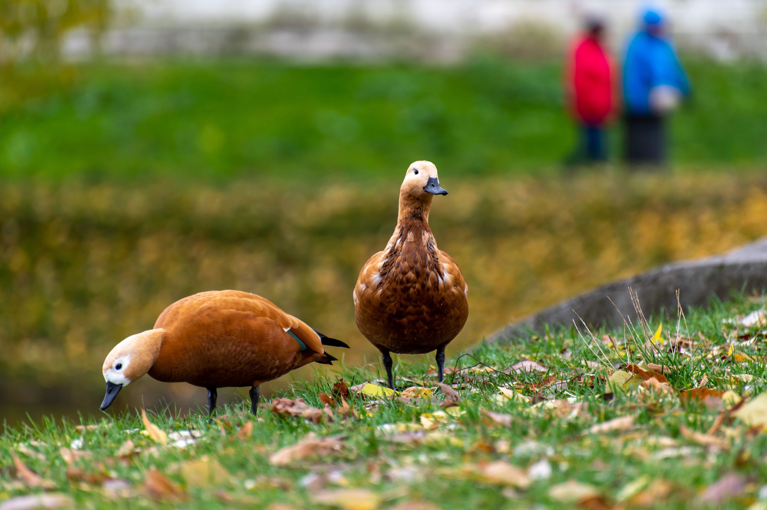 20221030 Новодевичий. Дмитрий Ремизов. Фотография, как хобби