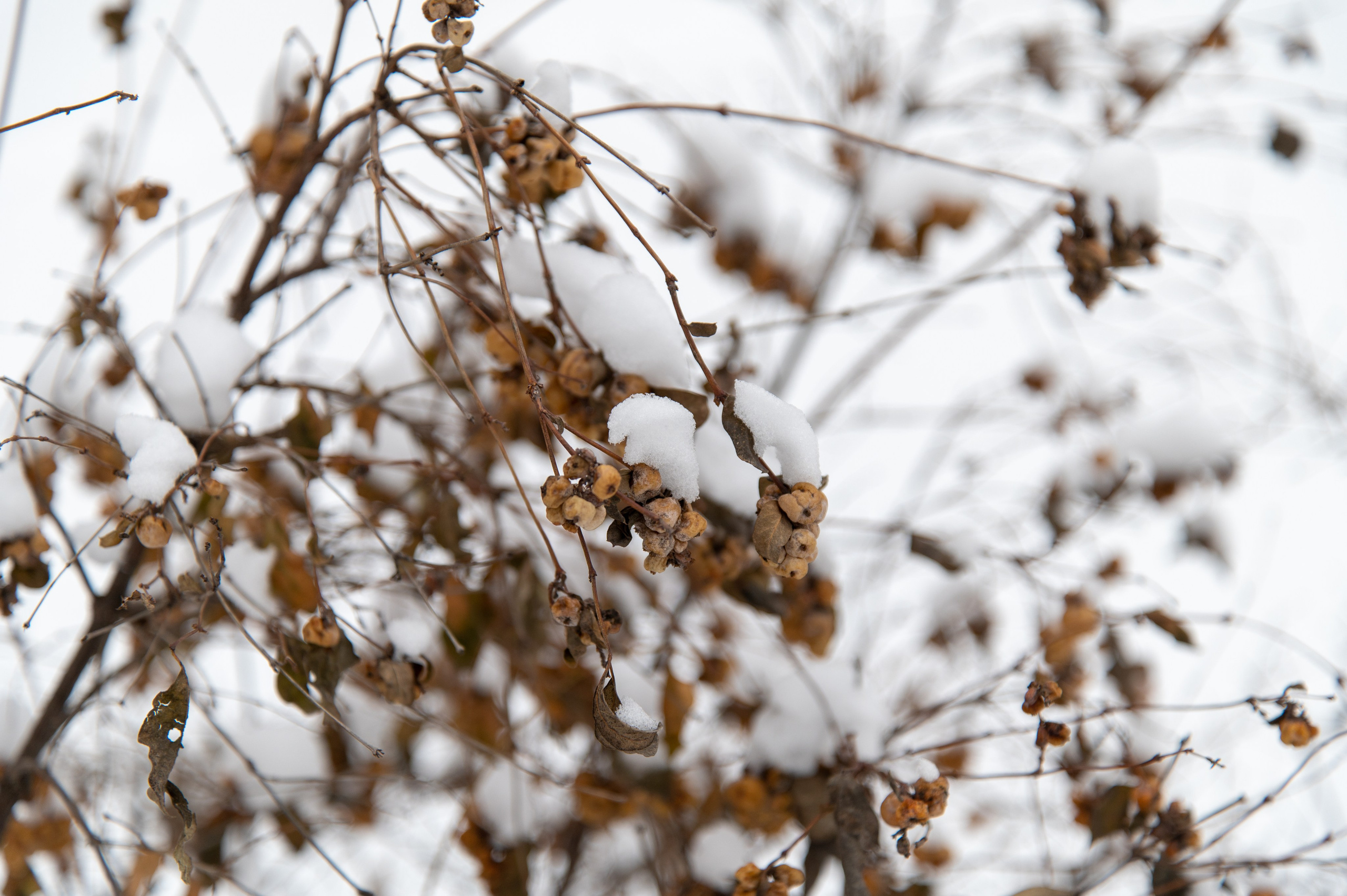 20240127 Ростокинский акведук. Дмитрий Ремизов. Фотография, как хобби