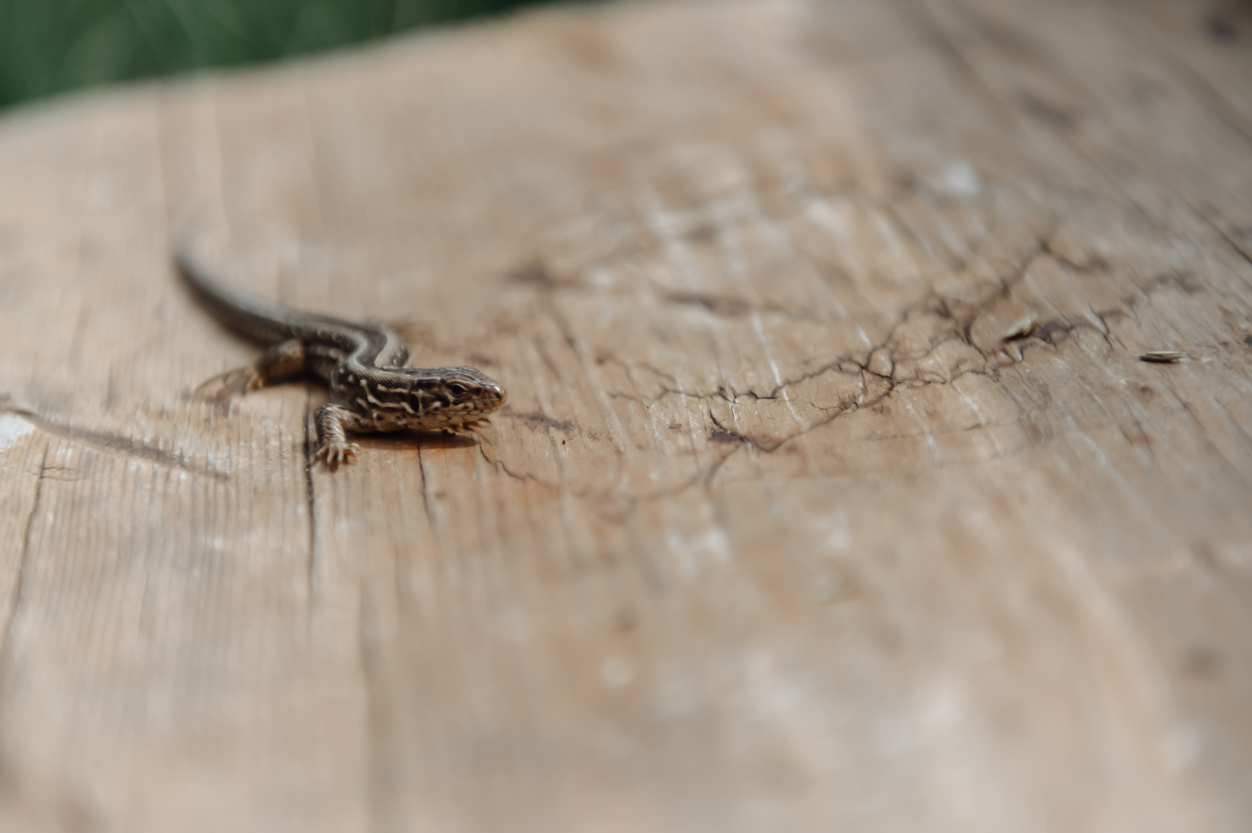 Аня | Дима. Свадебный фотограф в Москве Владимир Симонов