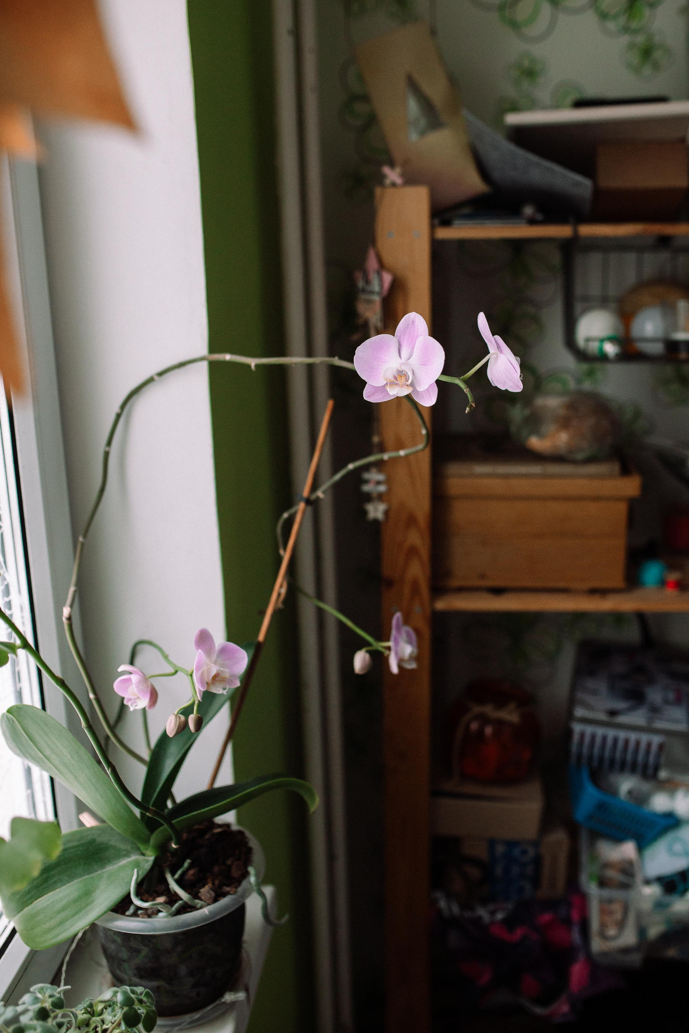 Руслан, Софья, Алиса, Марк, Агата и Аврора. Семейный фотограф Трусова Евгения в Екатеринбурге