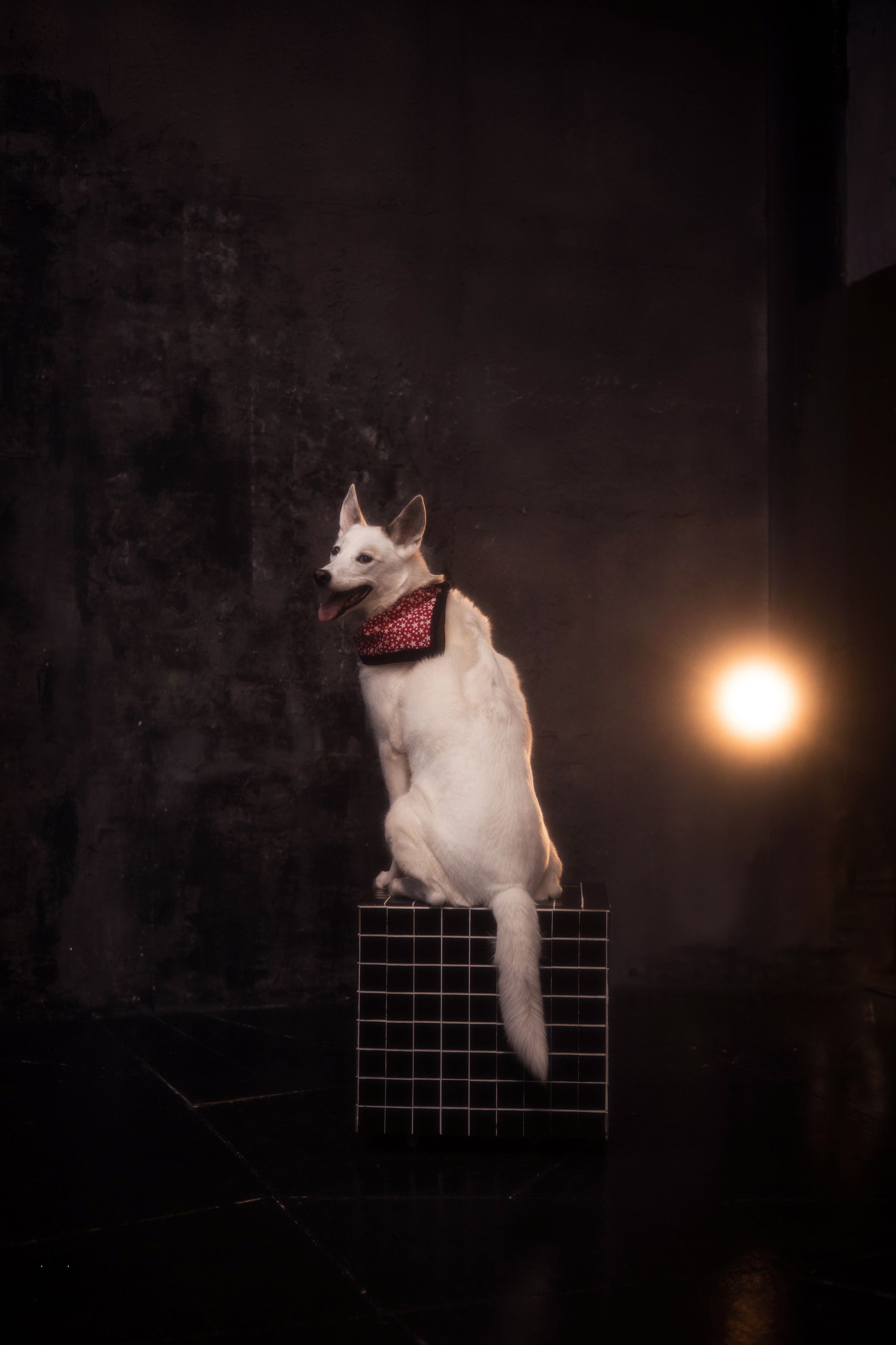 Портфолио. Фотограф-анималист в Екатеринбурге Марина Шишкина