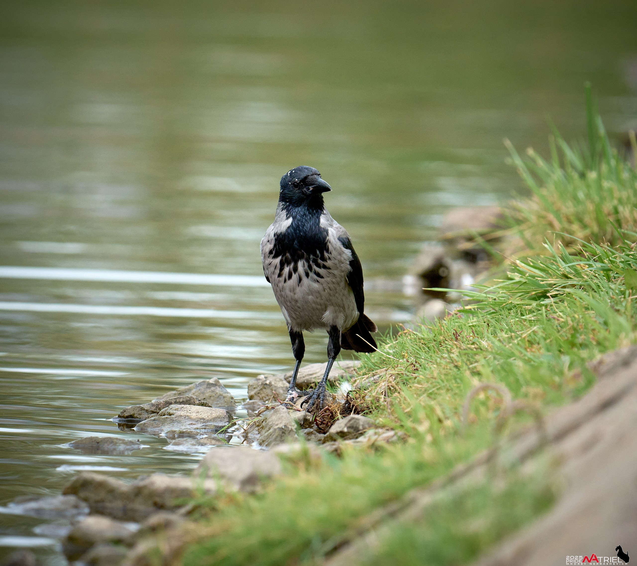Съемка с объективом Sony 200-600 на камеру Sony A1m2