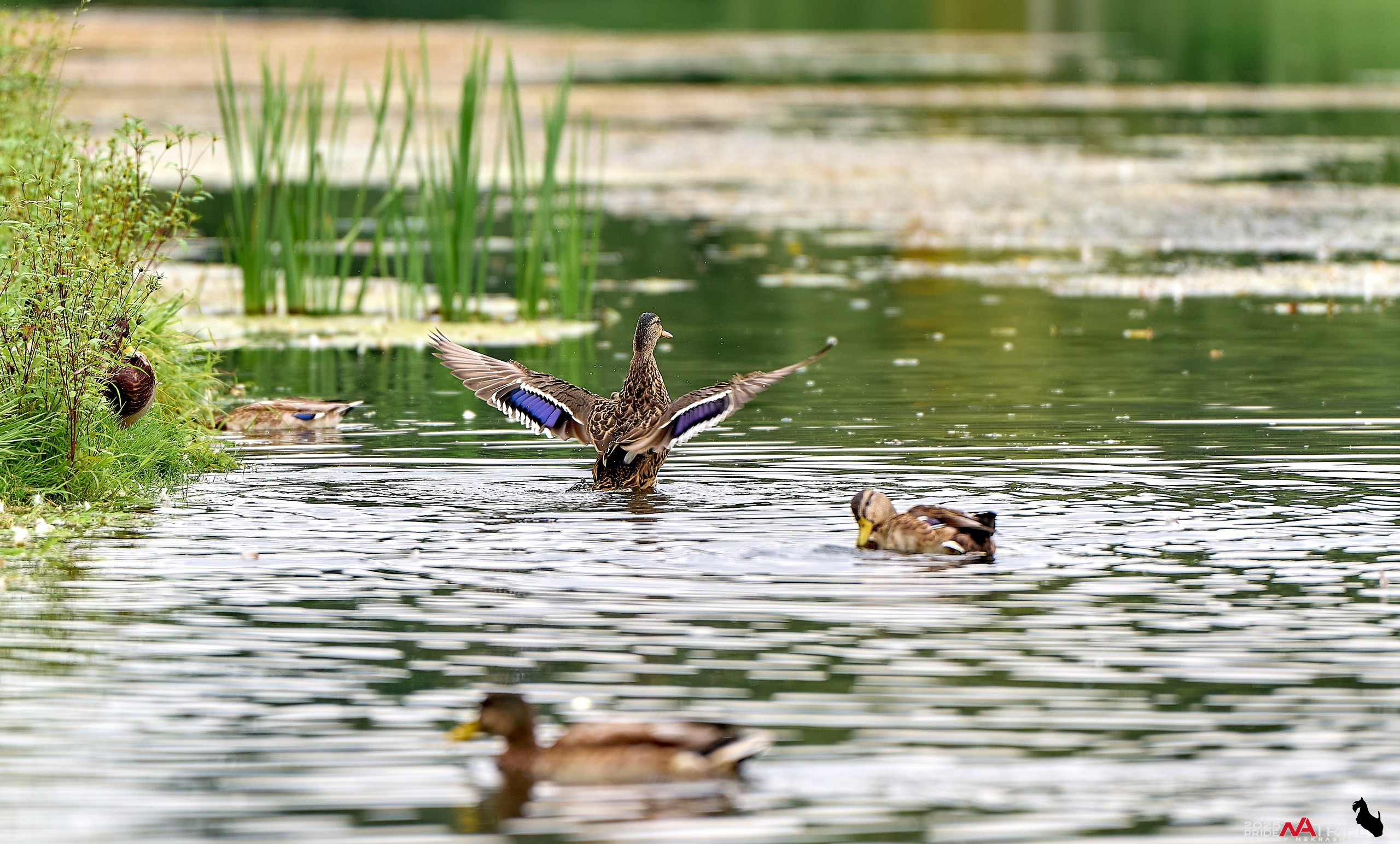 Утки на пруду