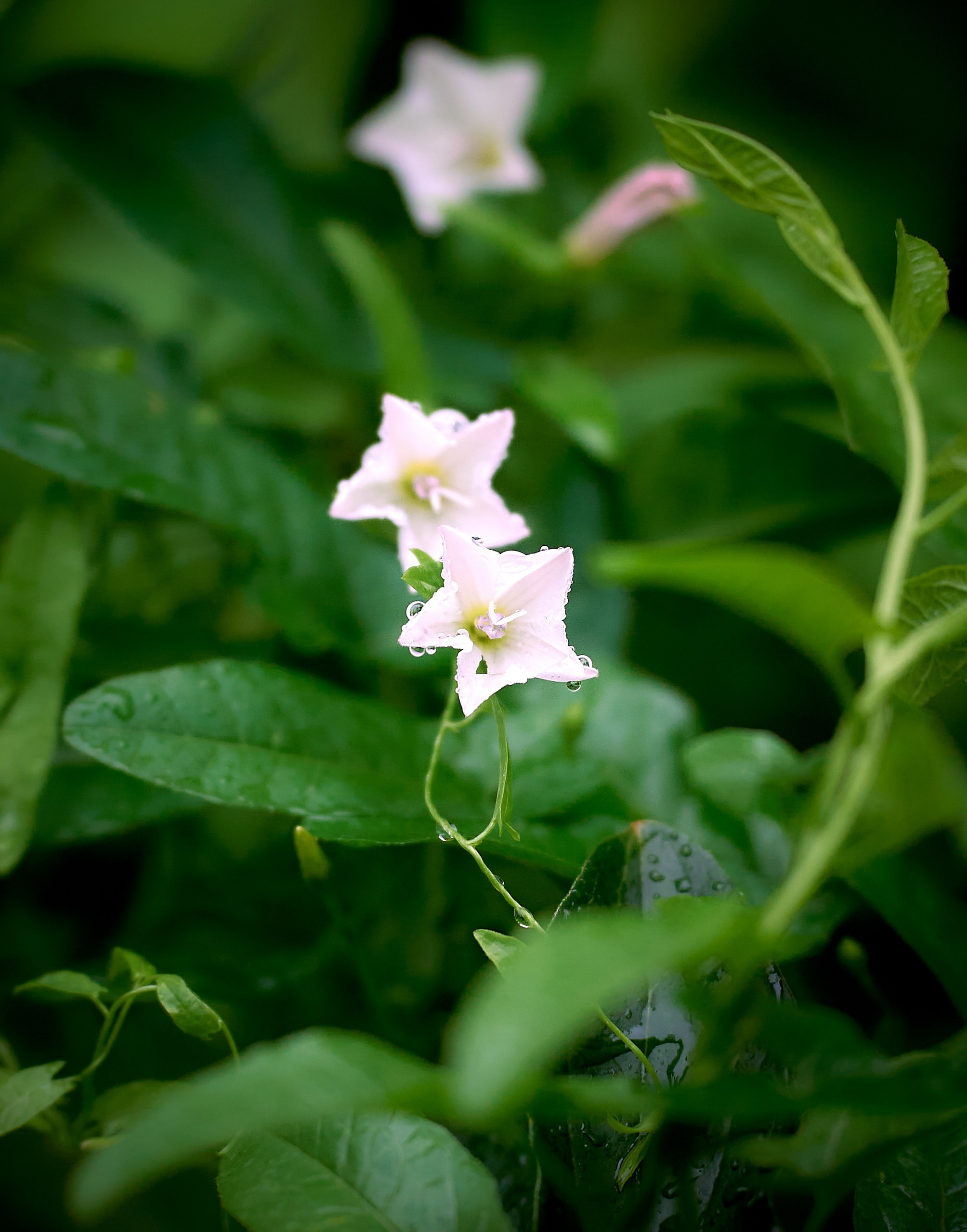 Лютики-цветочки — галерея NATRIEL