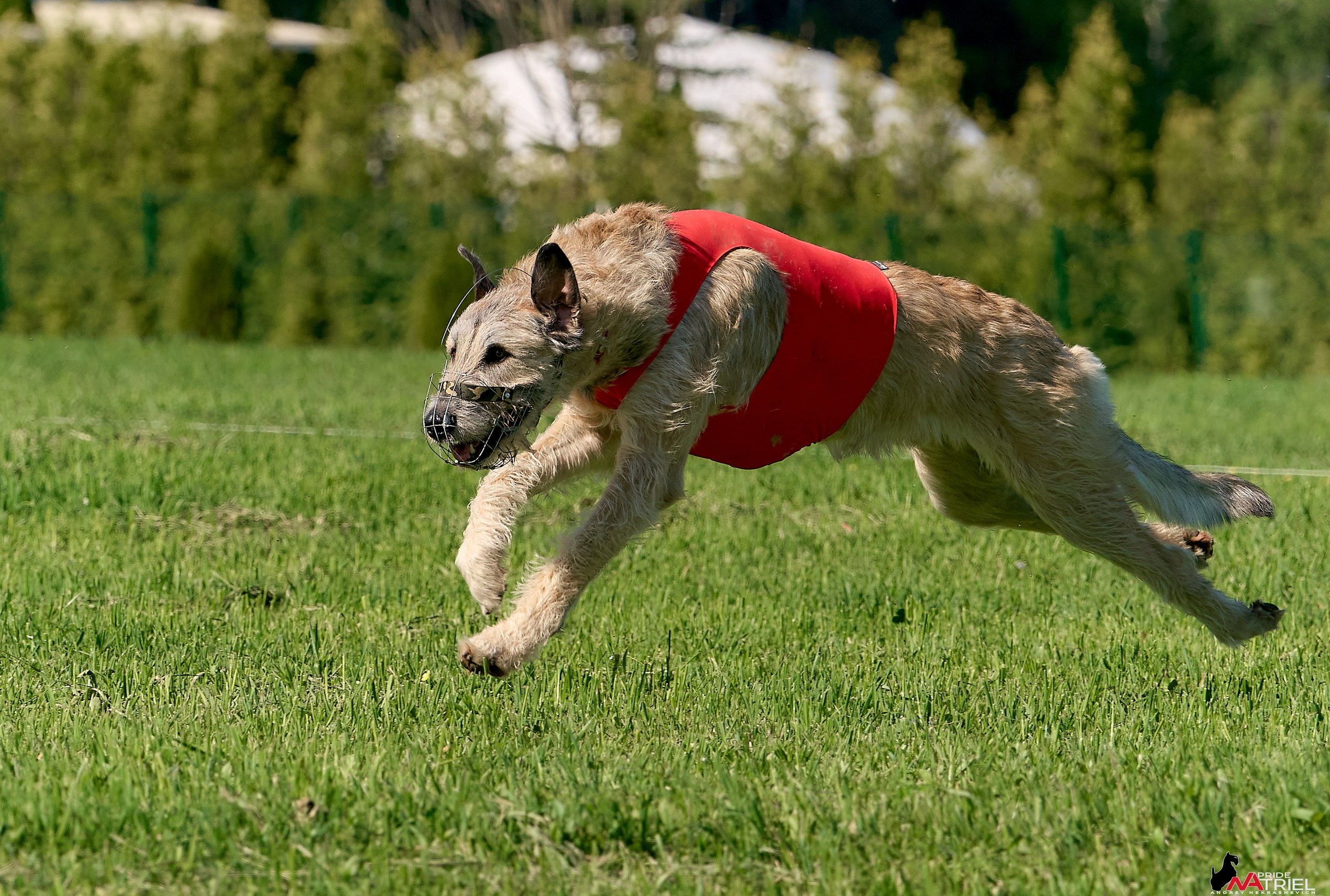 Съемка курсинг — галерея NATRIEL