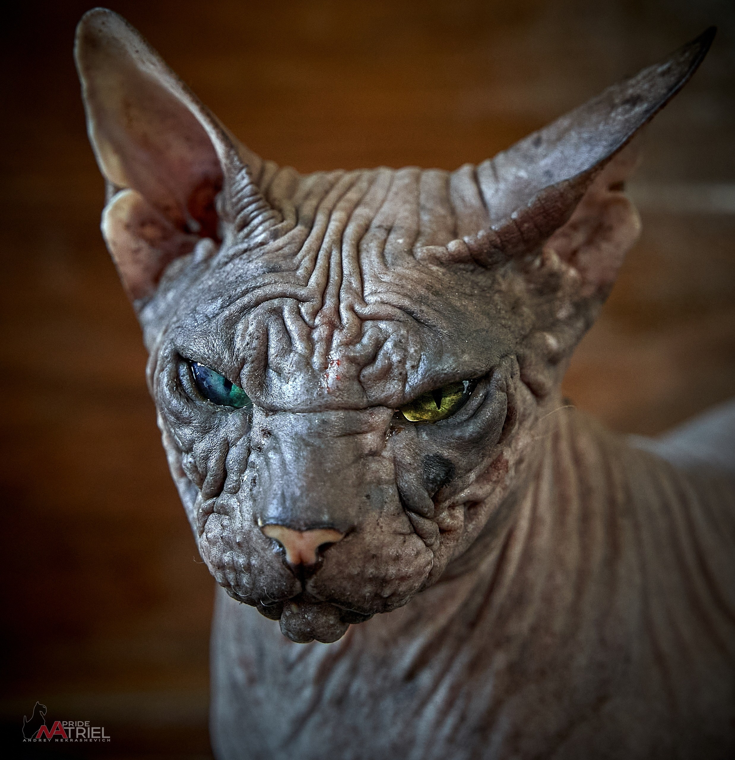 Домашние кошки — галерея NATRIEL