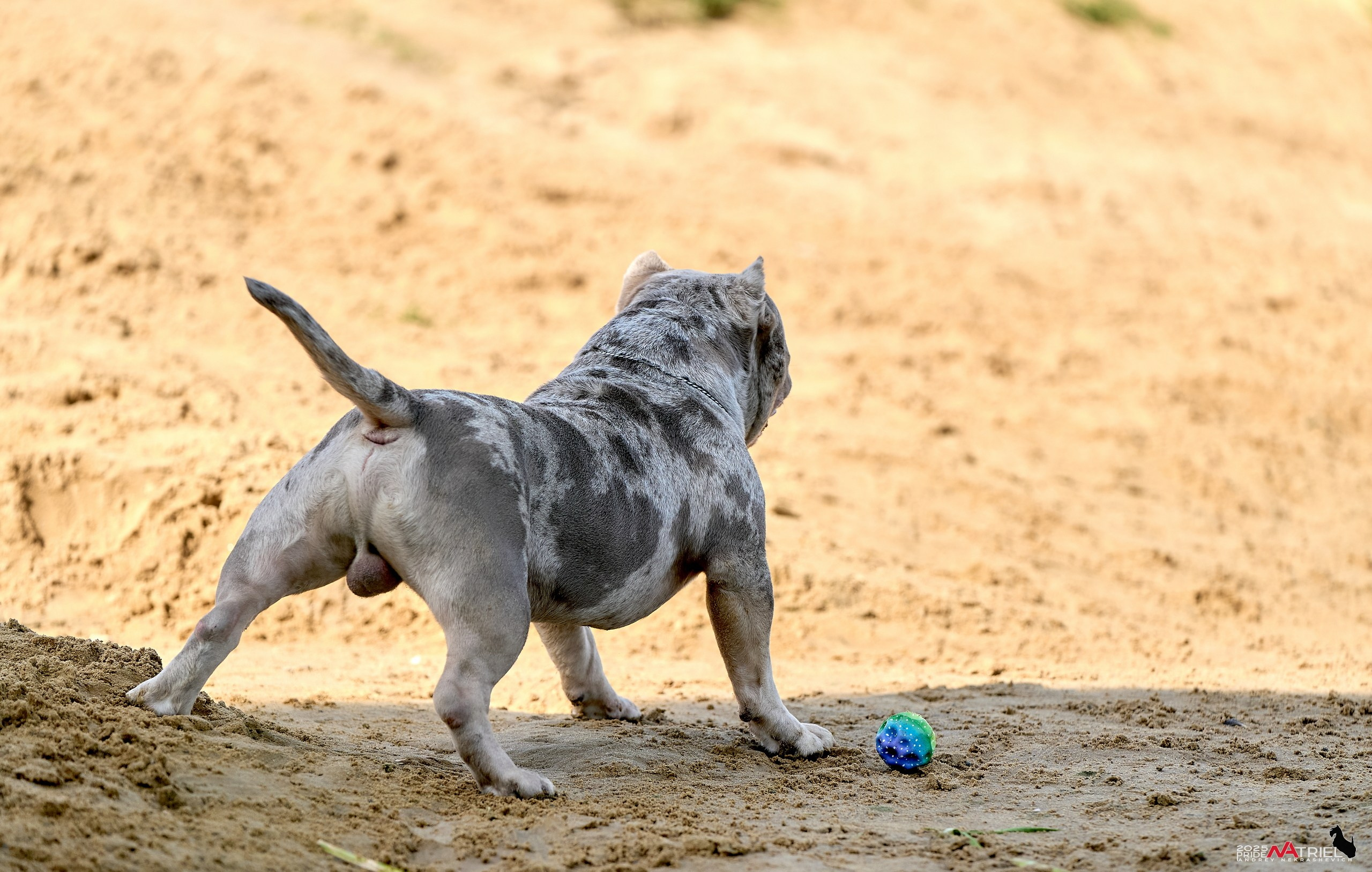 Съемка собак породы булли на природе