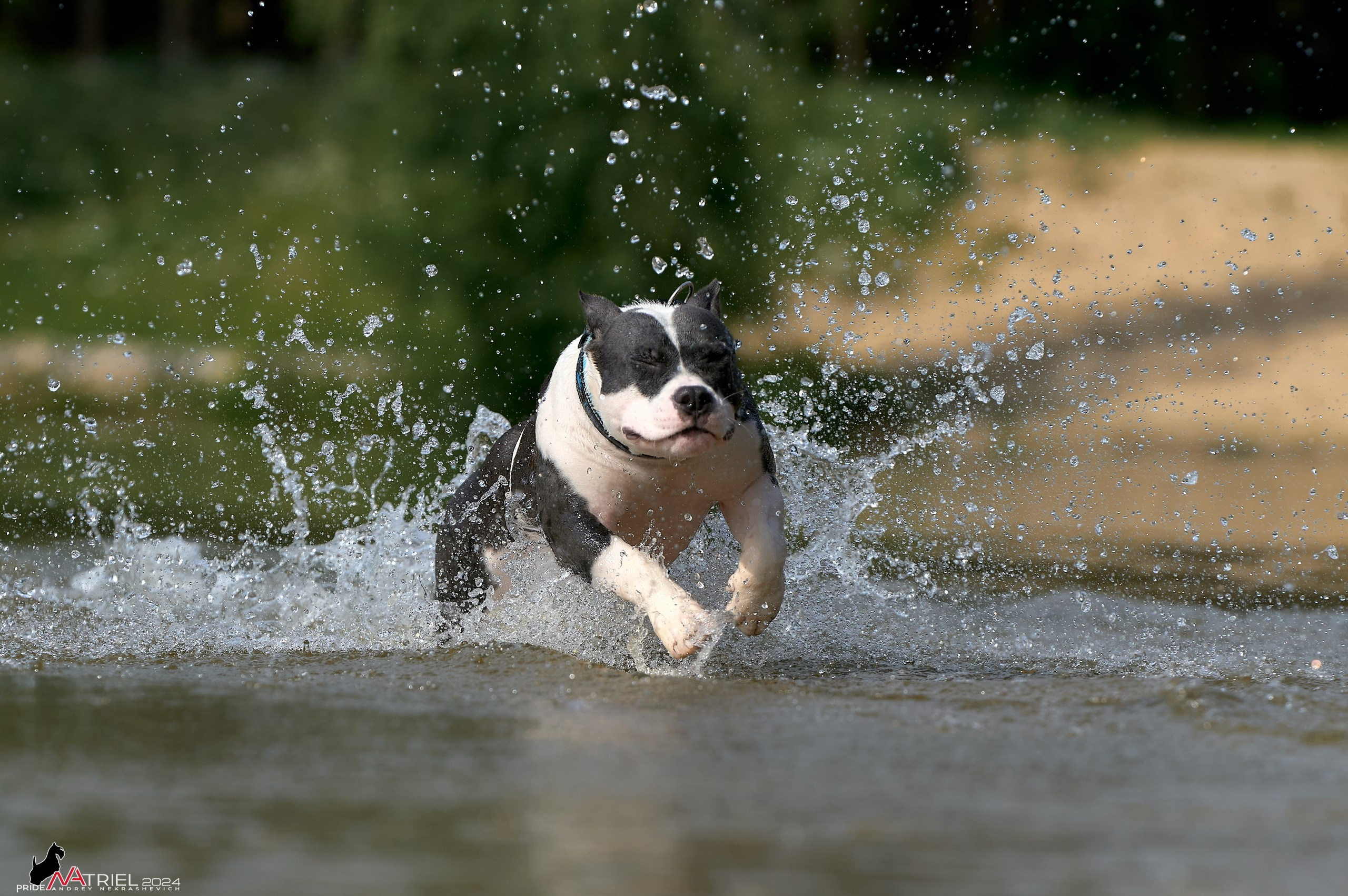 Фотопрогулка с булли