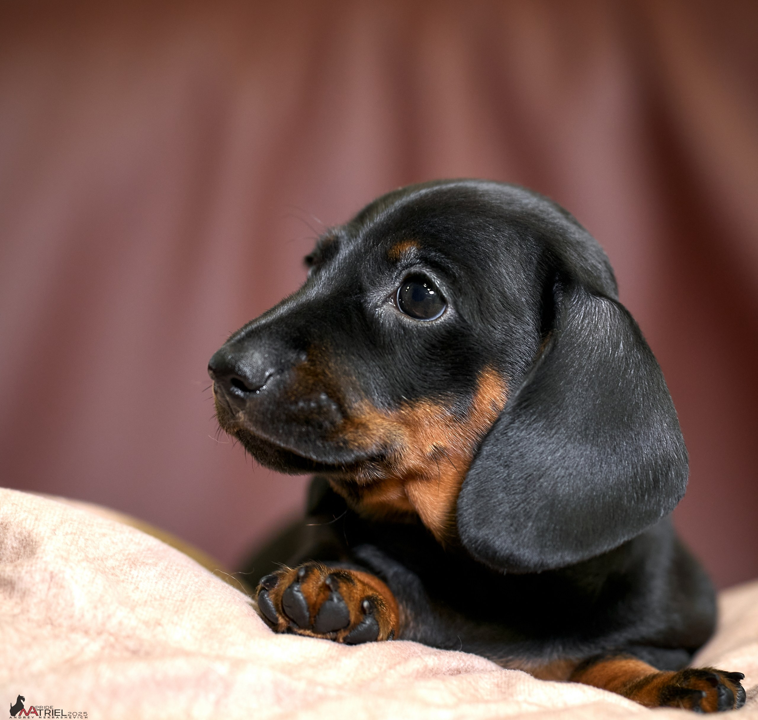 Съемка щенков таксы с мобильным светом