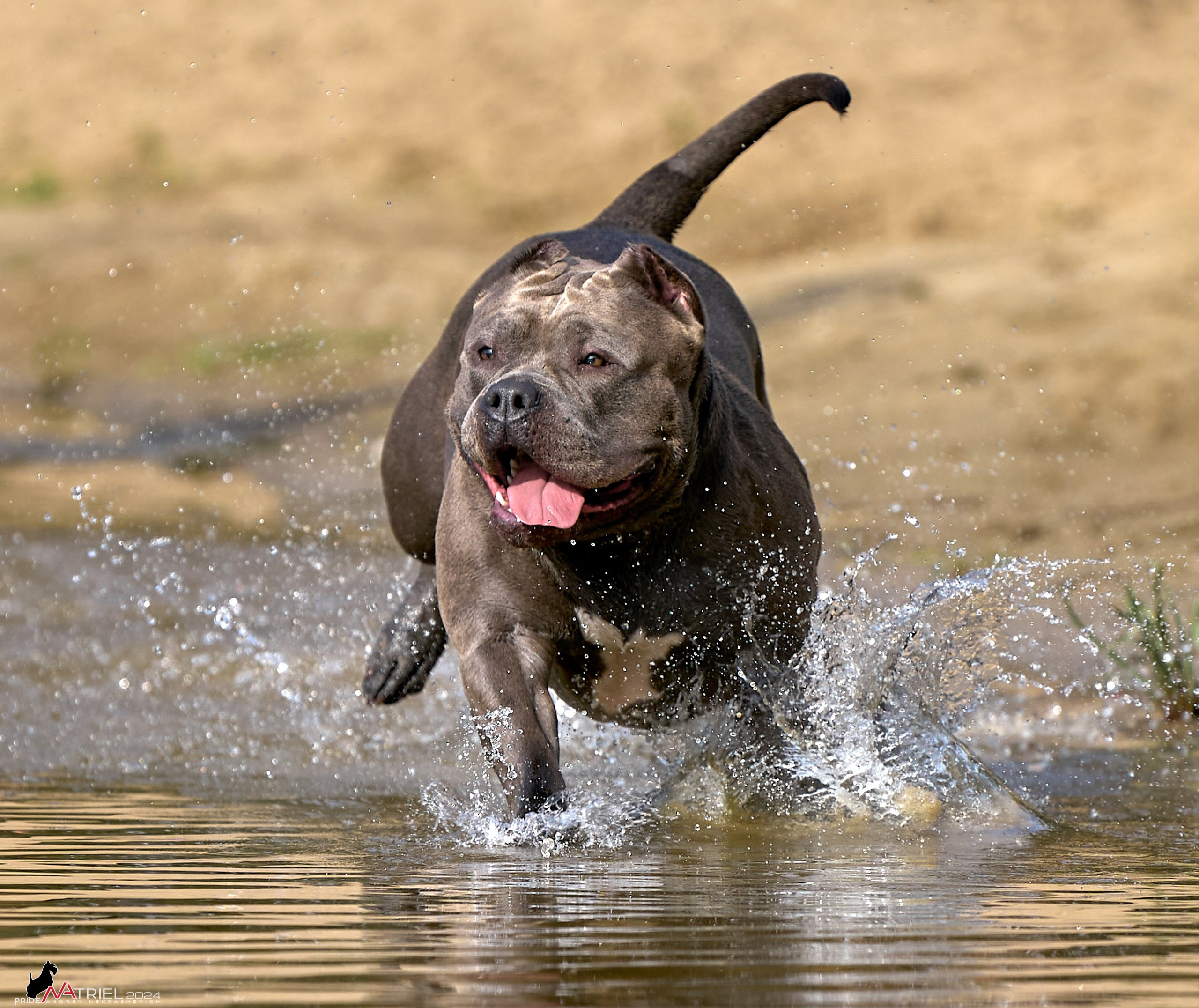 Фотопрогулка с булли