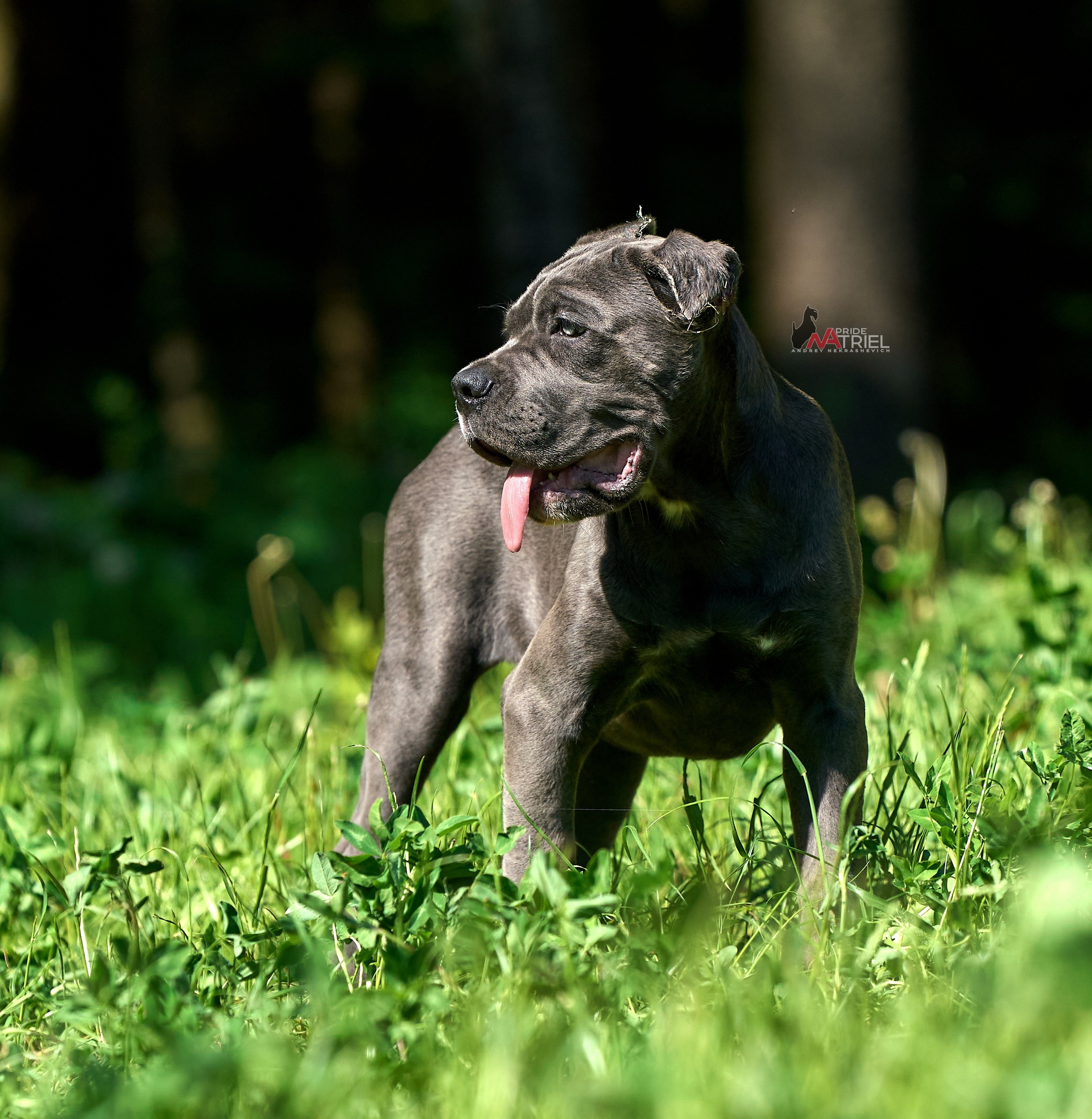 Щенки на прогулке — галерея NATRIEL