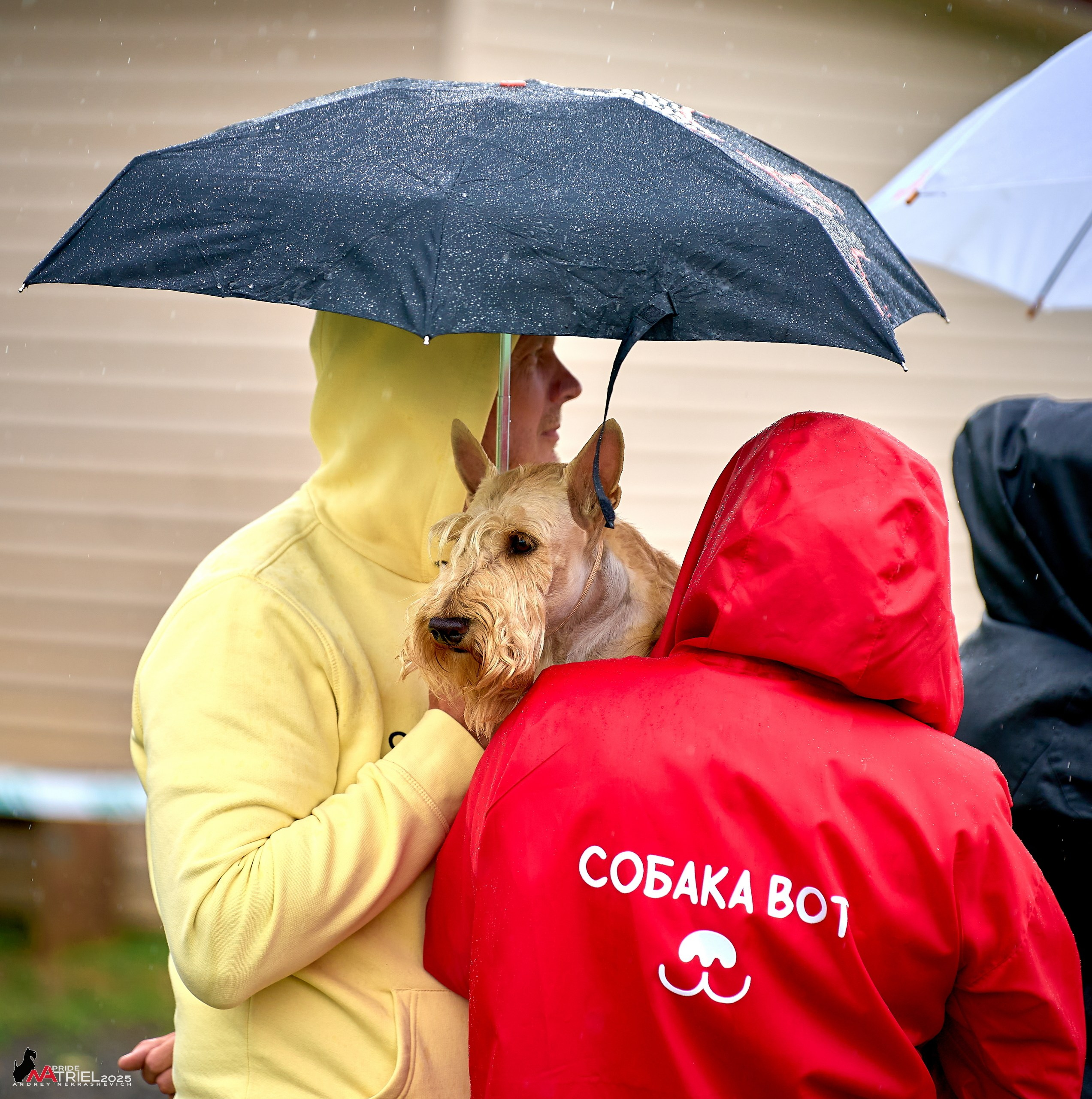 Репортаж с выставки собак