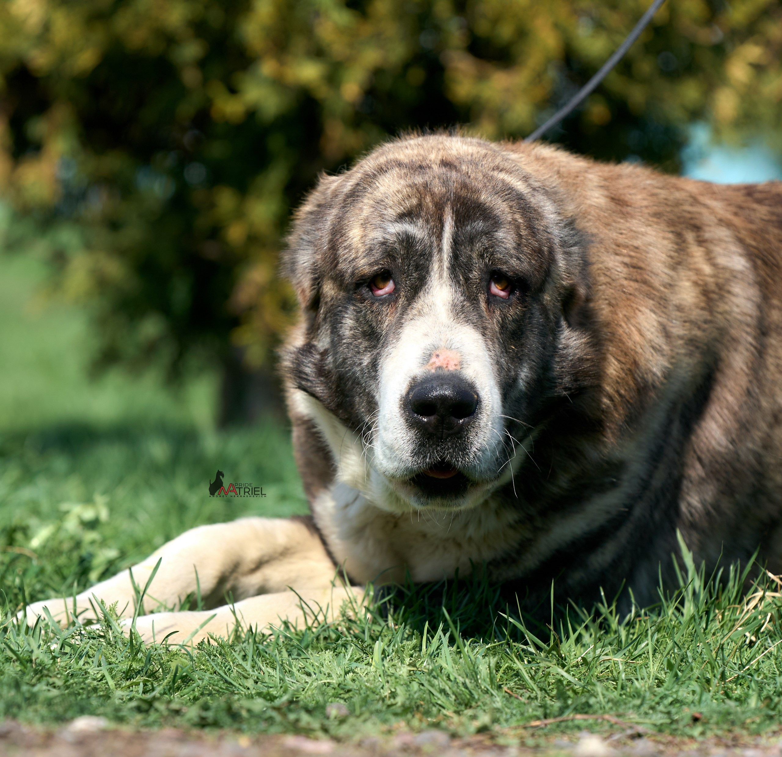 Среднеазиаты — щенки и взрослые