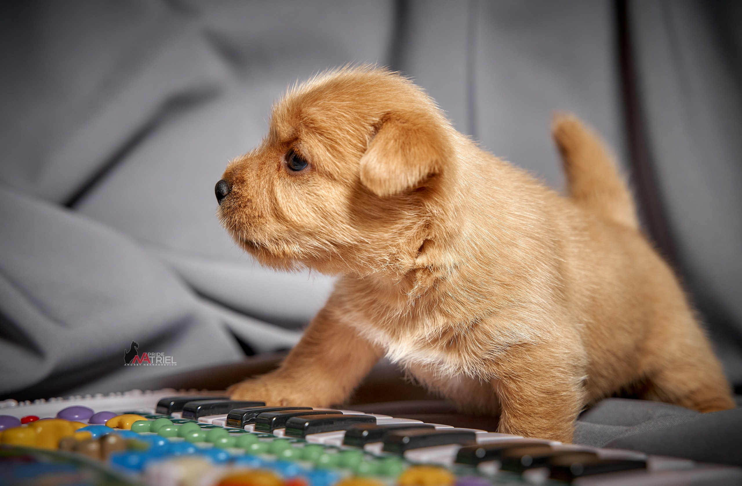 Щенки дома — галерея NATRIEL