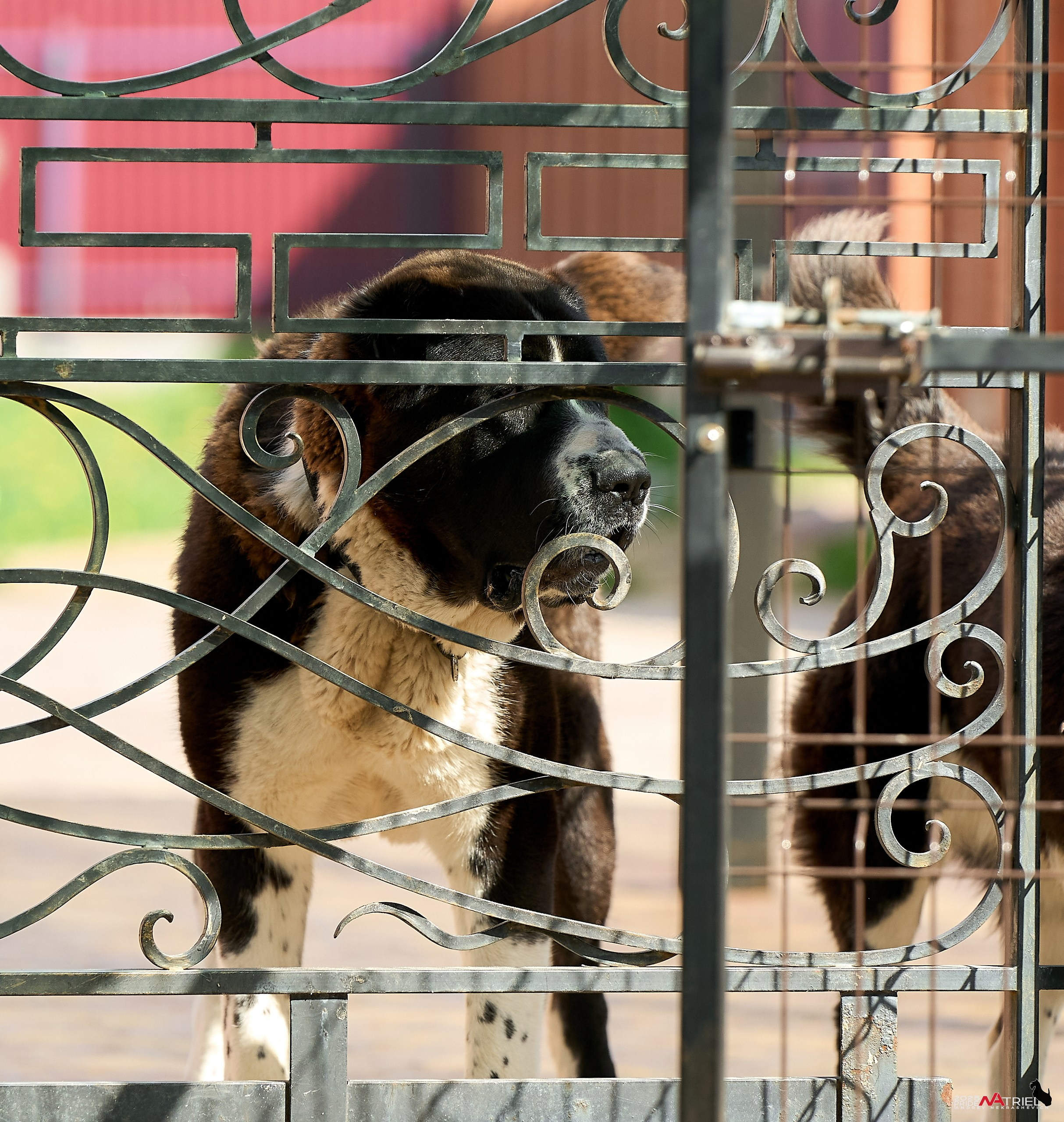 Съемка в питомнике