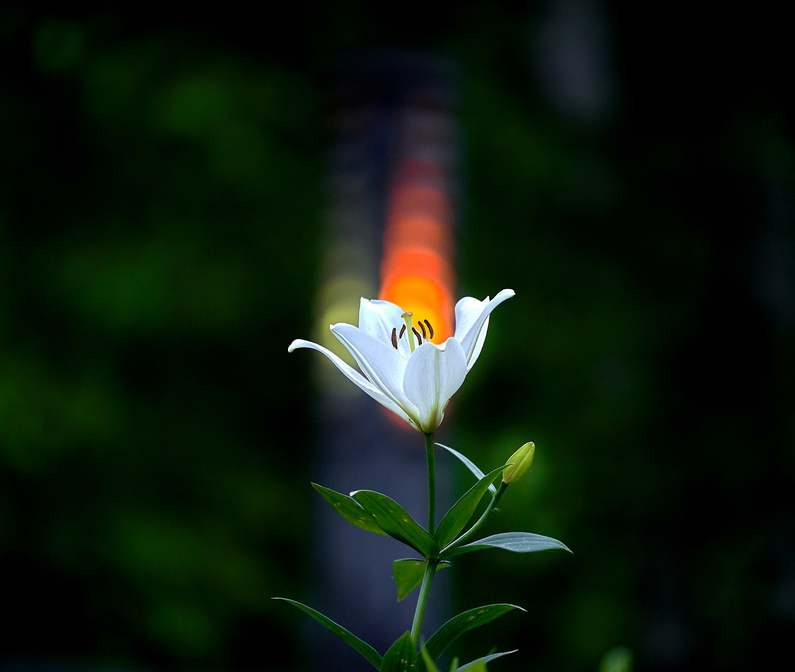 Лютики-цветочки — галерея NATRIEL