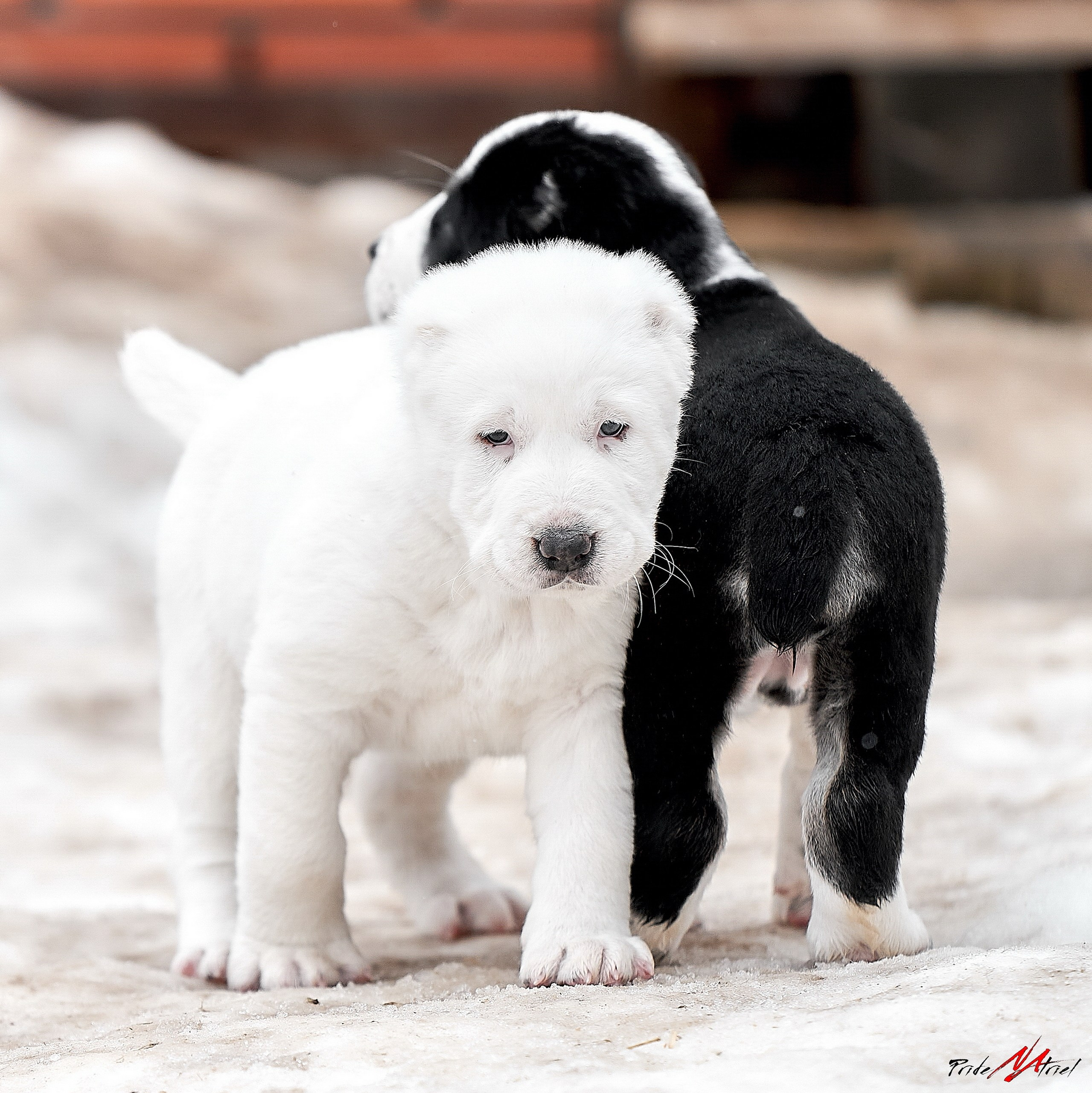 Щенки на прогулке — галерея NATRIEL