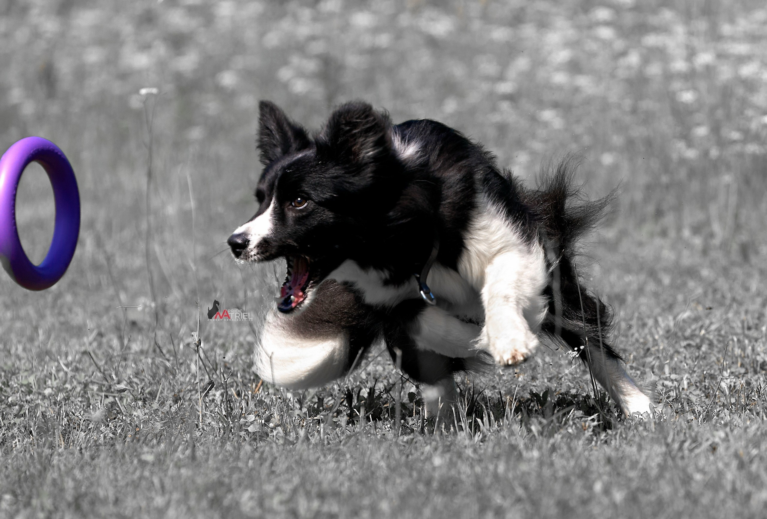 Прогулка в движении — галерея NATRIEL