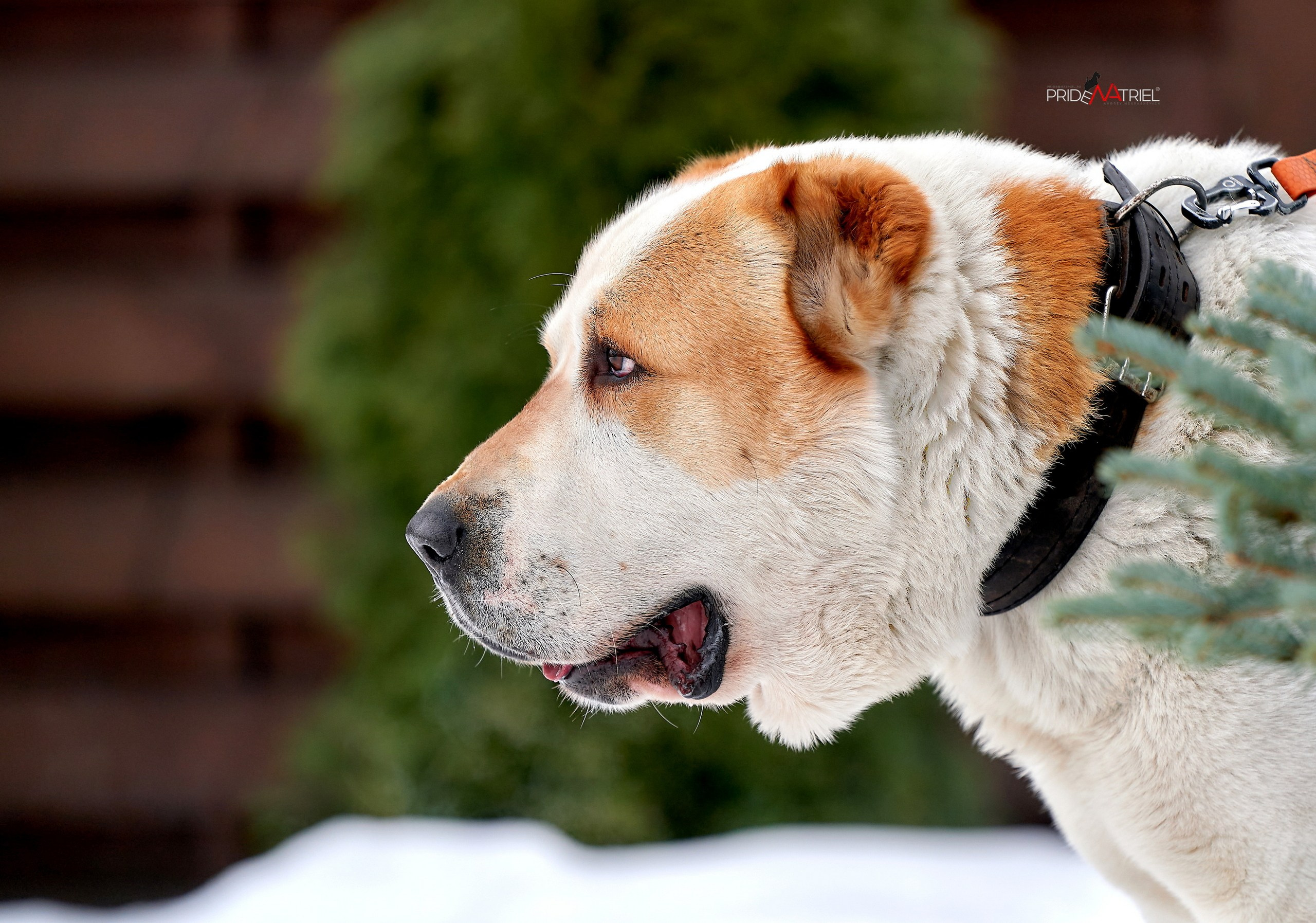 Портреты собак — галерея NATRIEL