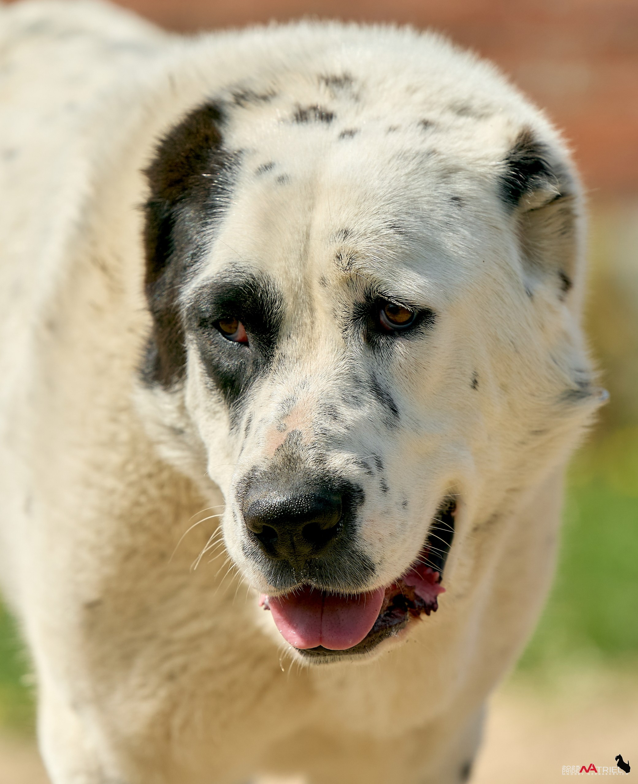 Съемка в питомнике