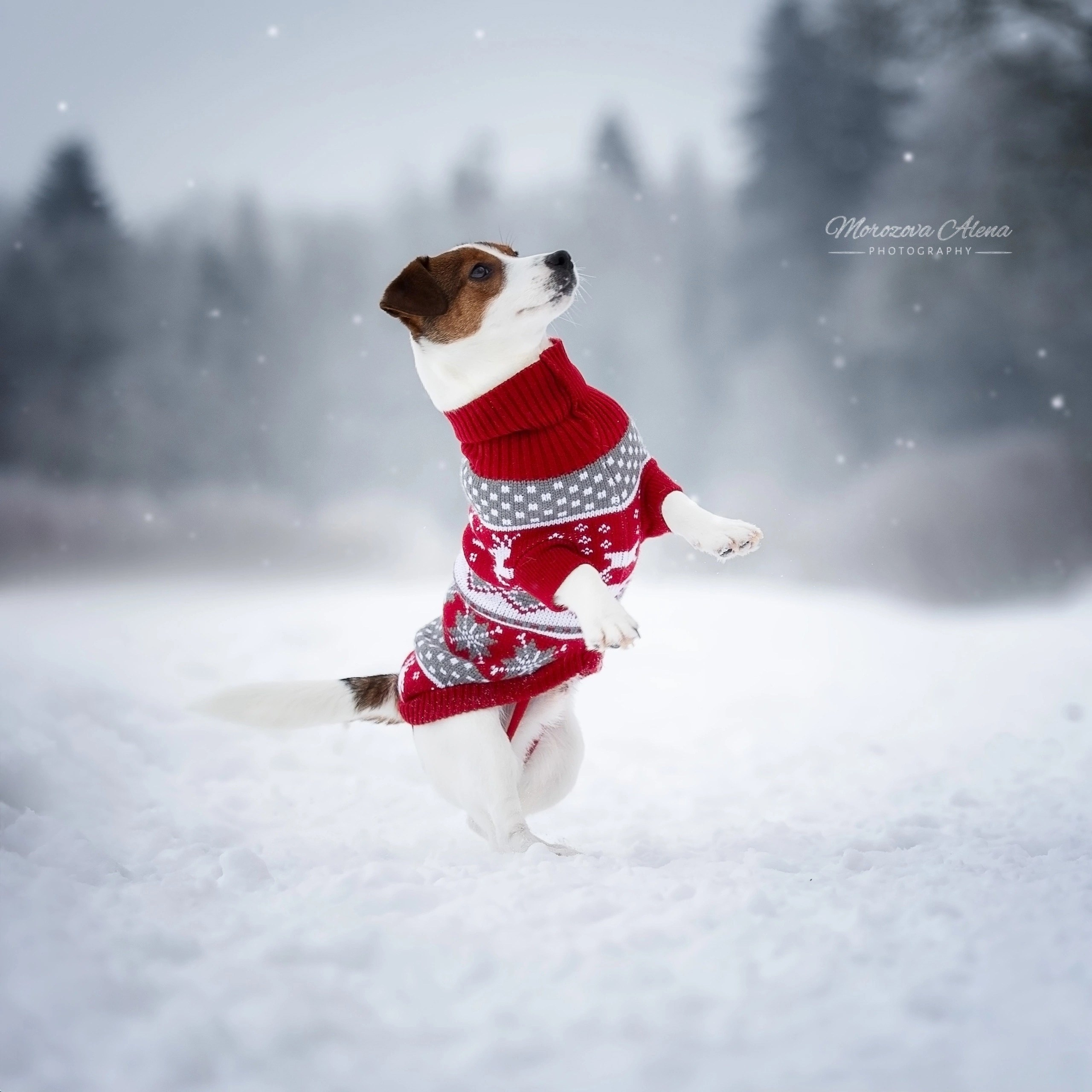 Adrenalin Flesh Royal. Джек Рассел терьер. Санкт-Петербург. Щенки Джек Рассел терьера