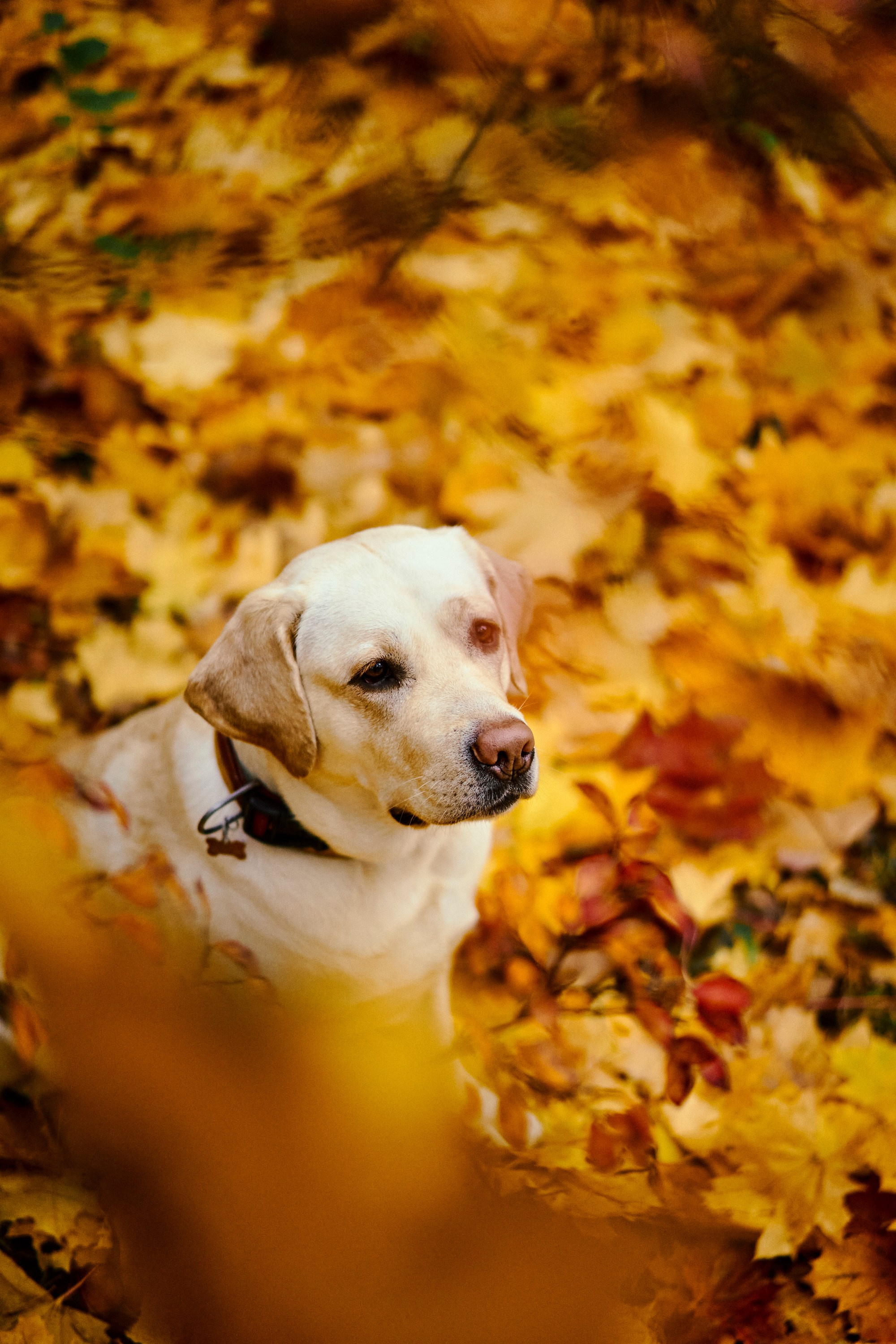 Bell and Black. Vutitsa