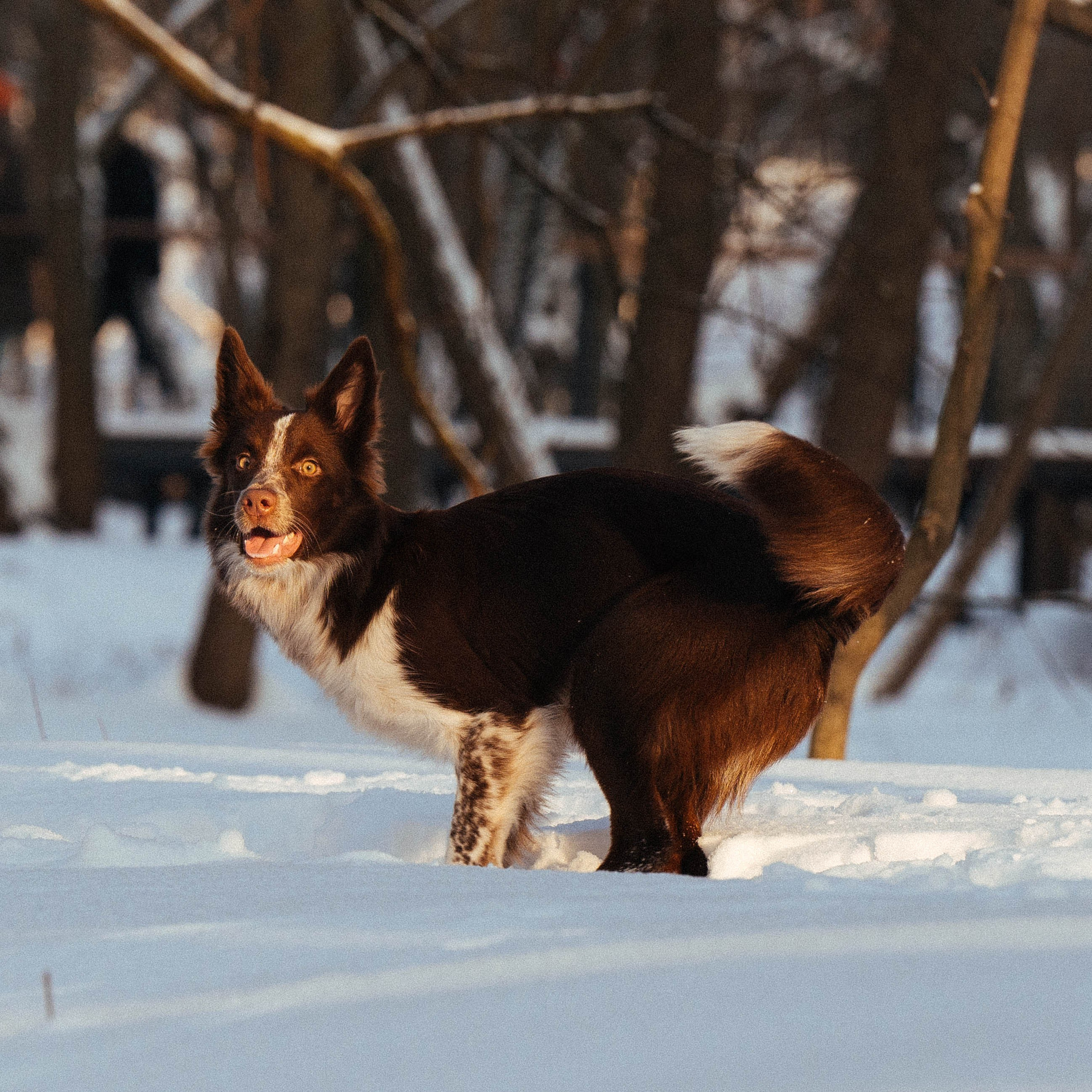 Даша и Мика. Семейный фотограф анималист Ананьева Мария — Москва