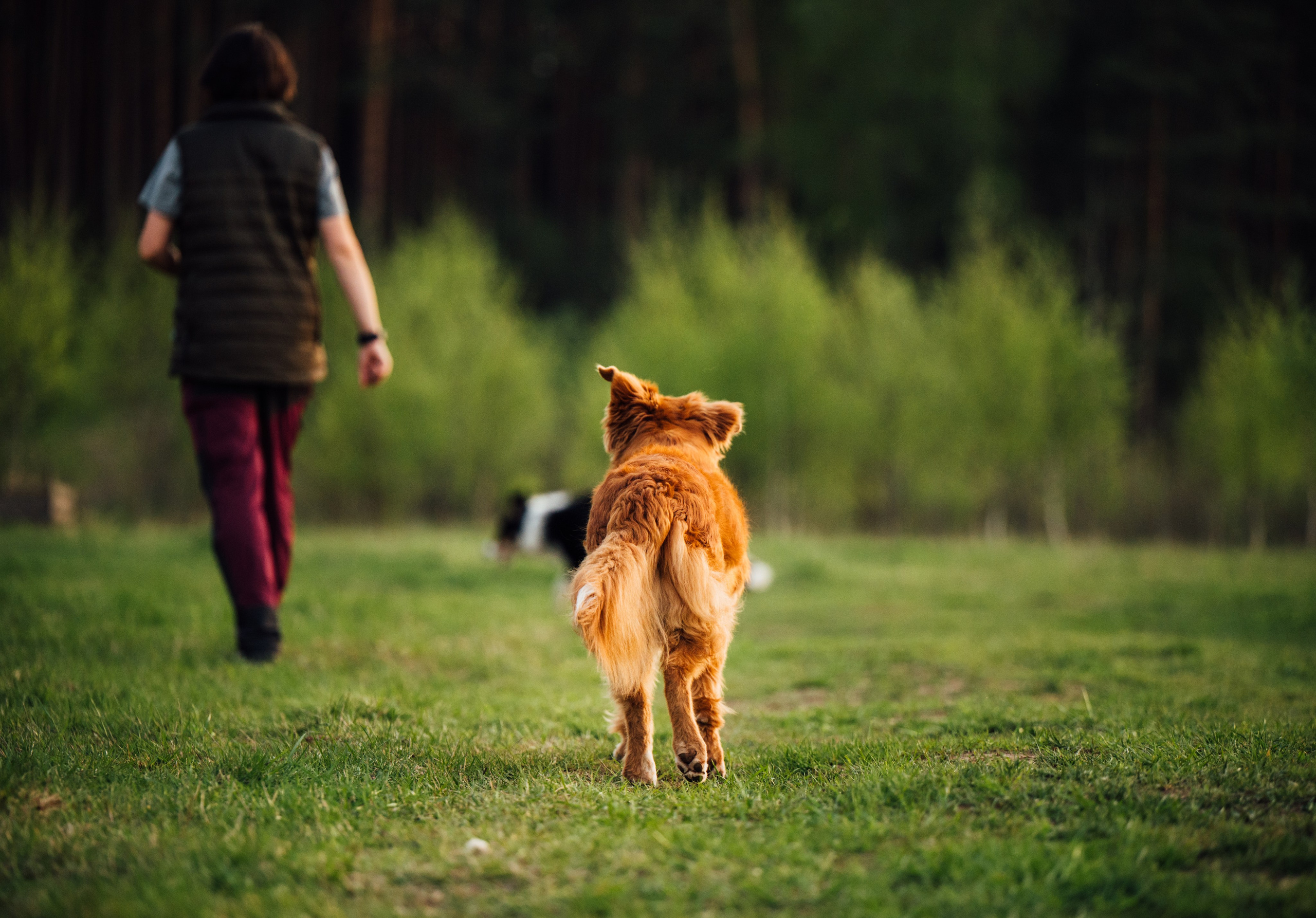 Алия, Ирвин и Грут. Семейный фотограф анималист Ананьева Мария — Москва
