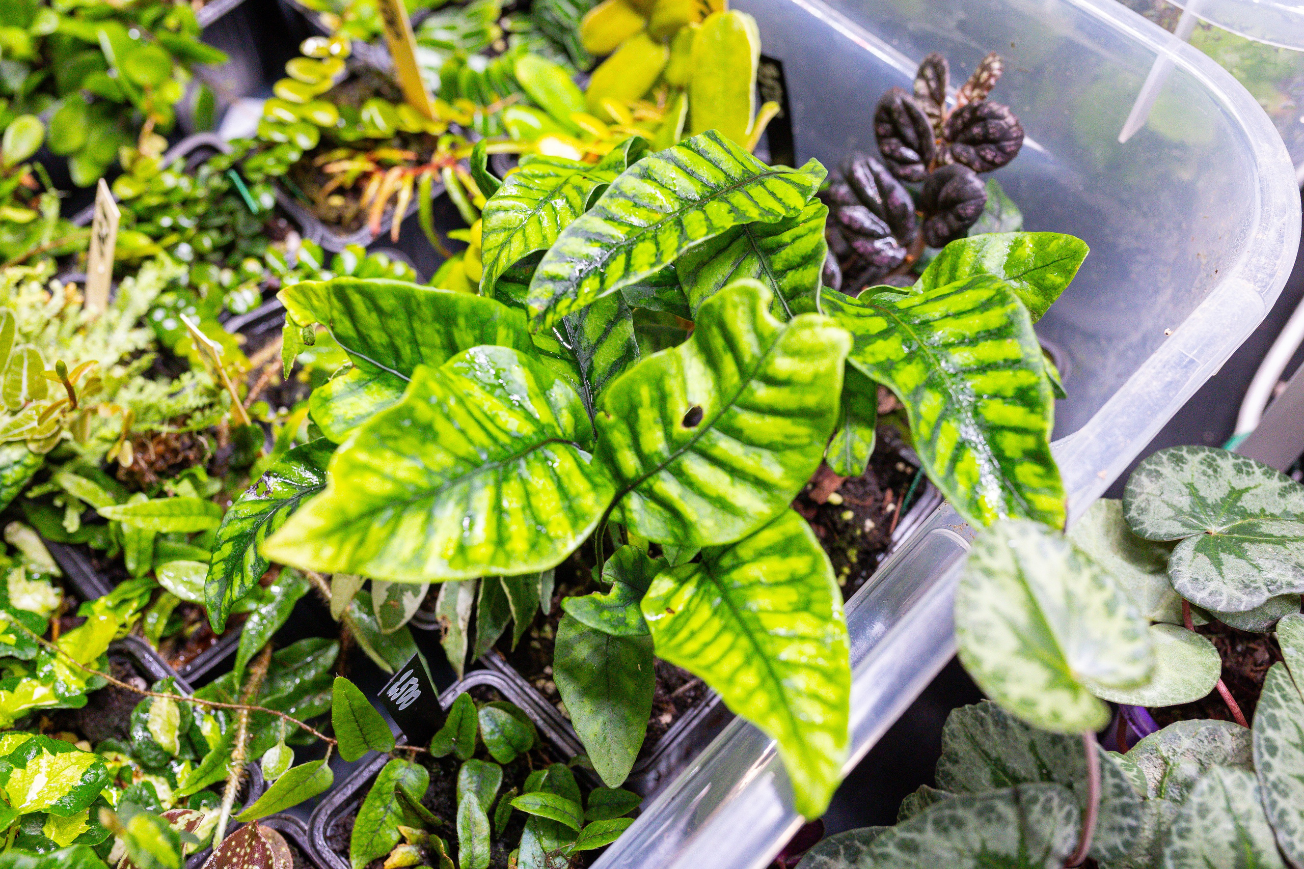 Монстериум 11–12 октября. Александра Куликова фотограф, Москва