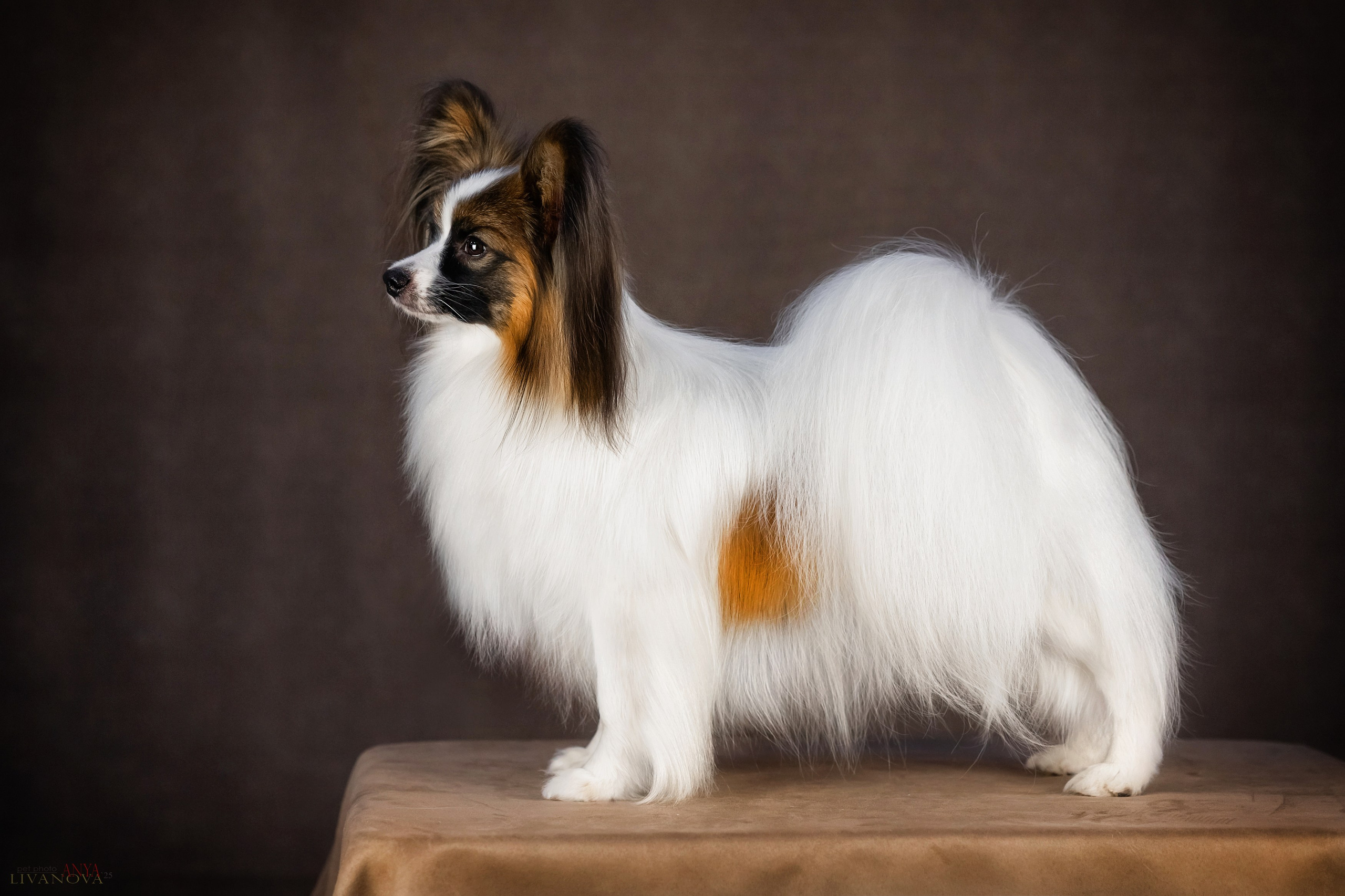 Хьюстон. Фотограф анималист Аня Ливанова | Рыбинск