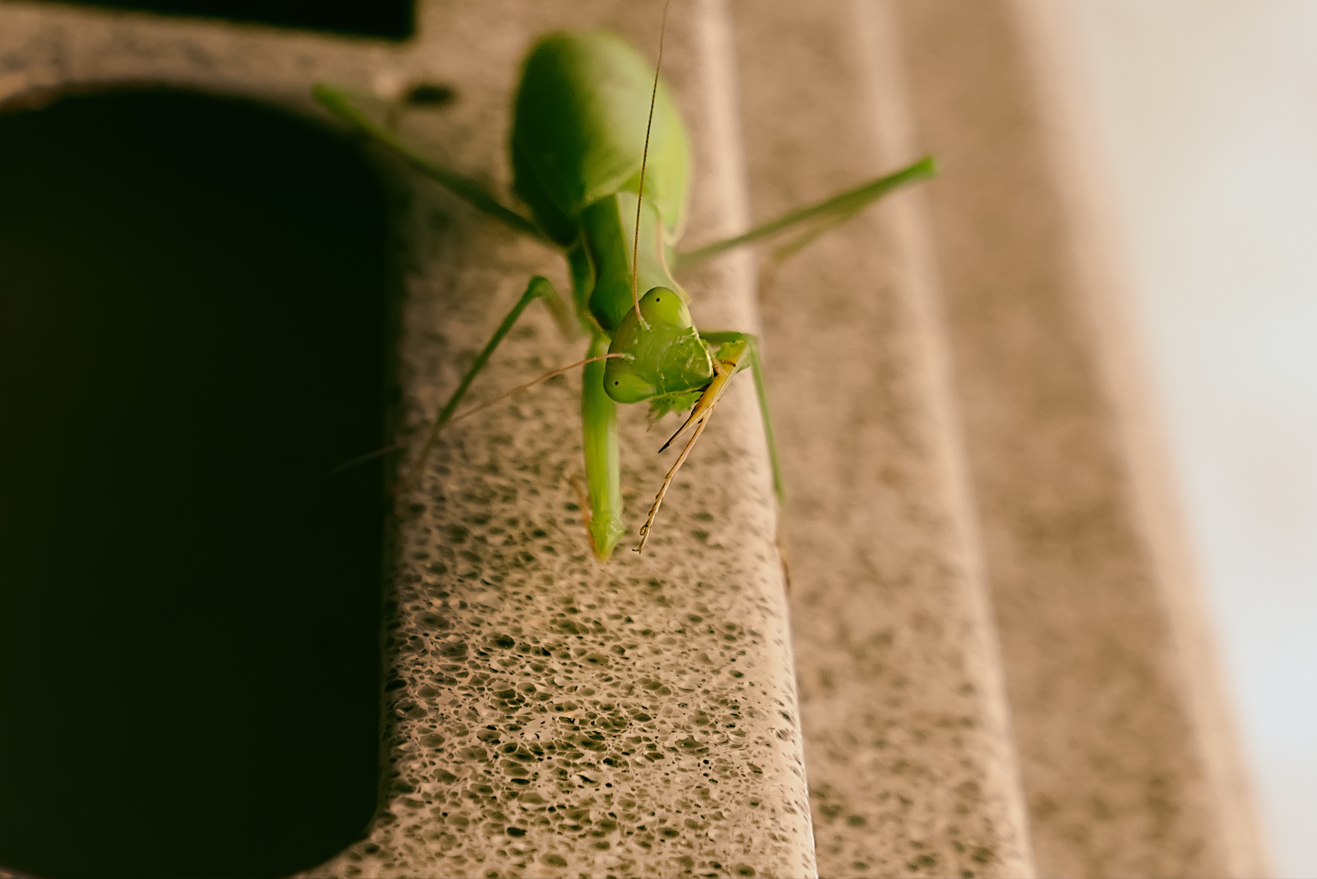 Съёмка животных и макро фото (Photographing animals and macro). Фотограф (photographer) Lischinski Vitaliy