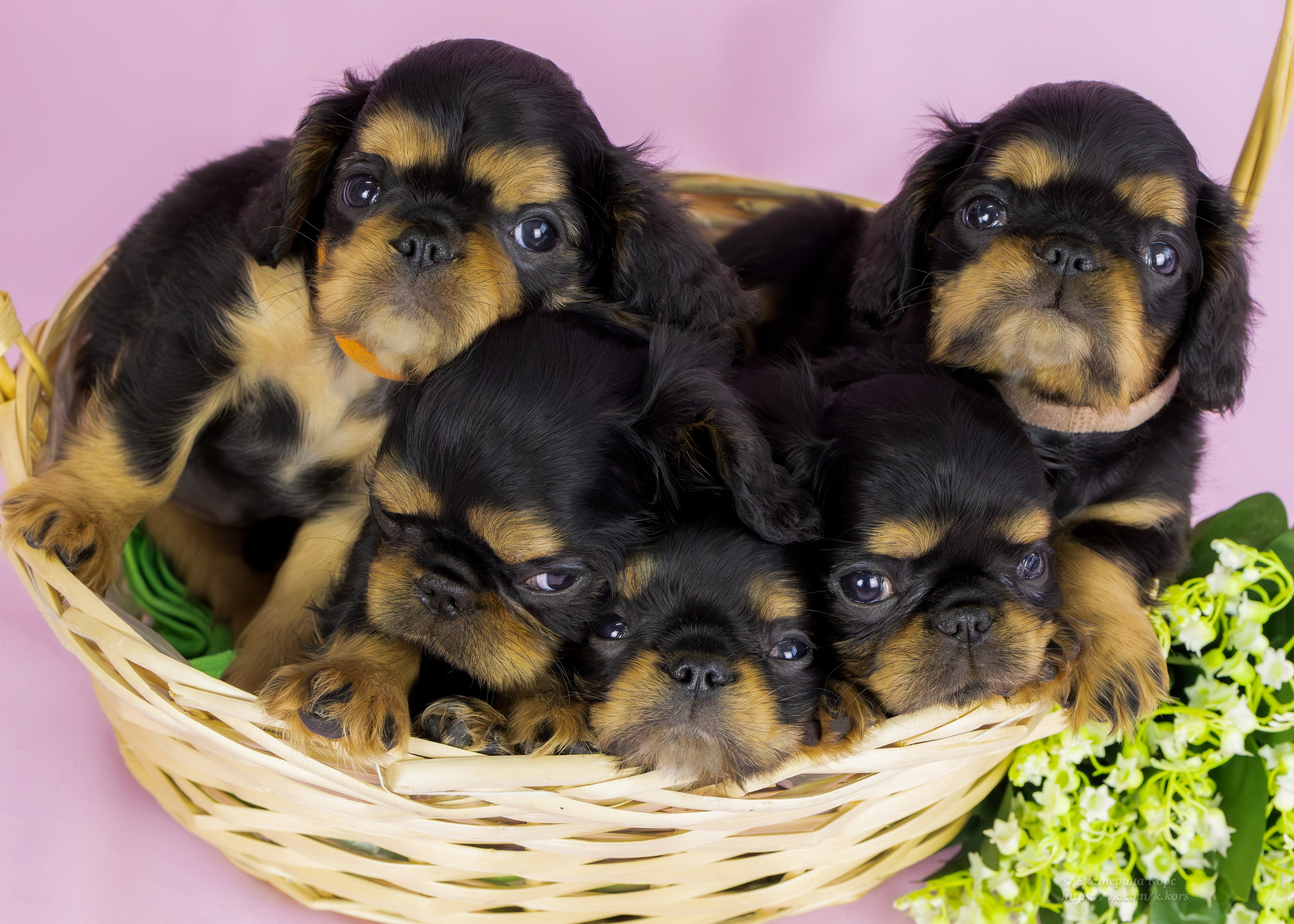 Студия. Главная