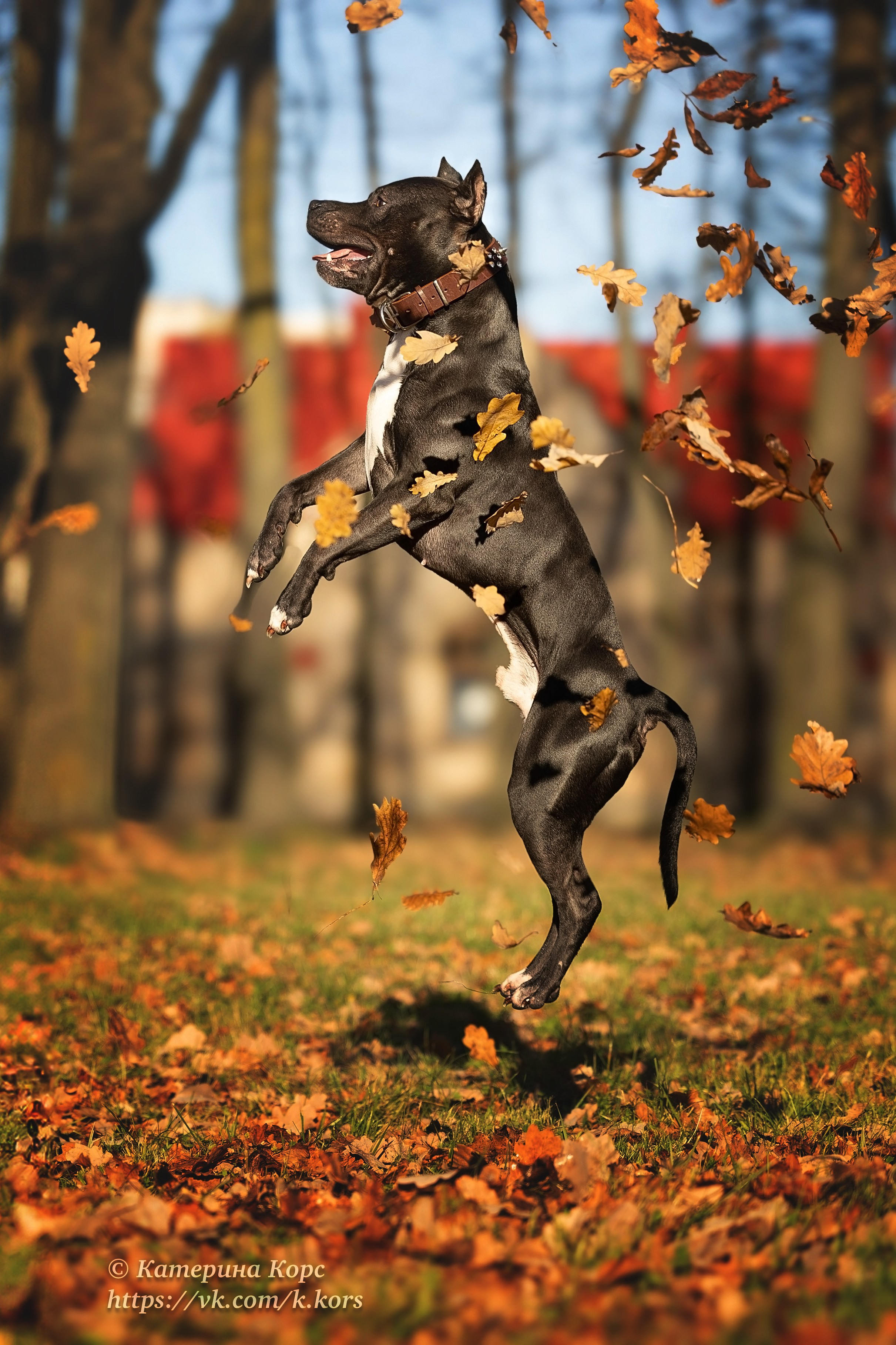 Прогулки. Главная