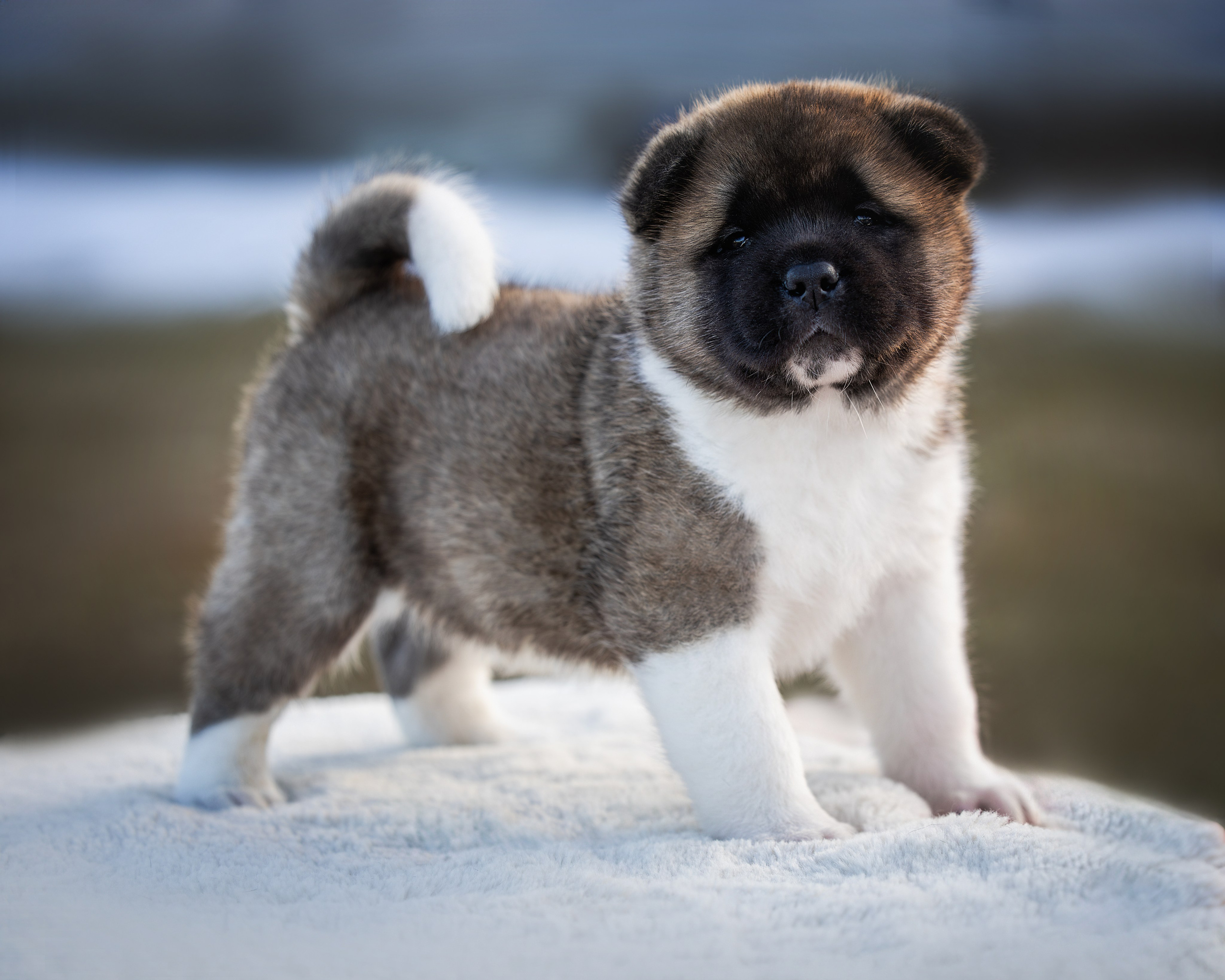 Щеночки Ам. Акиты. Главная