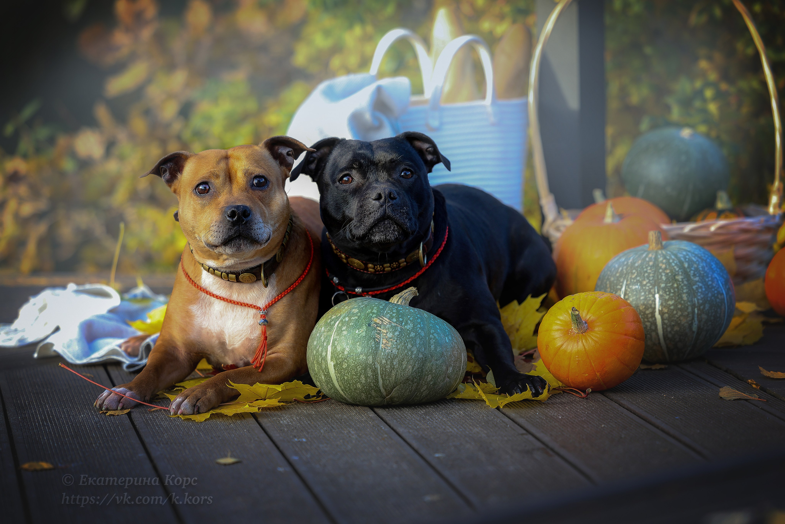 Прогулки. Главная