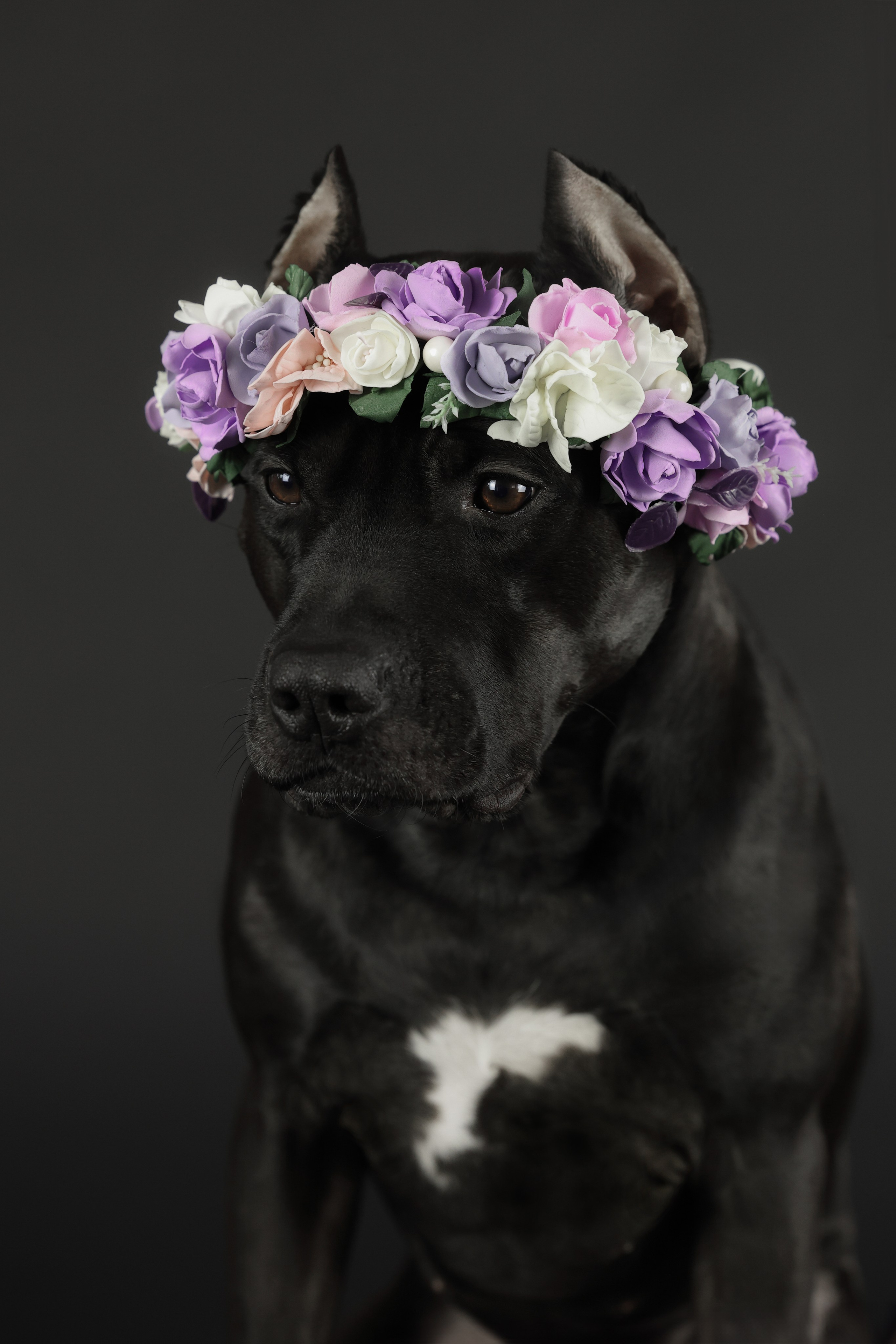 Студия. Главная