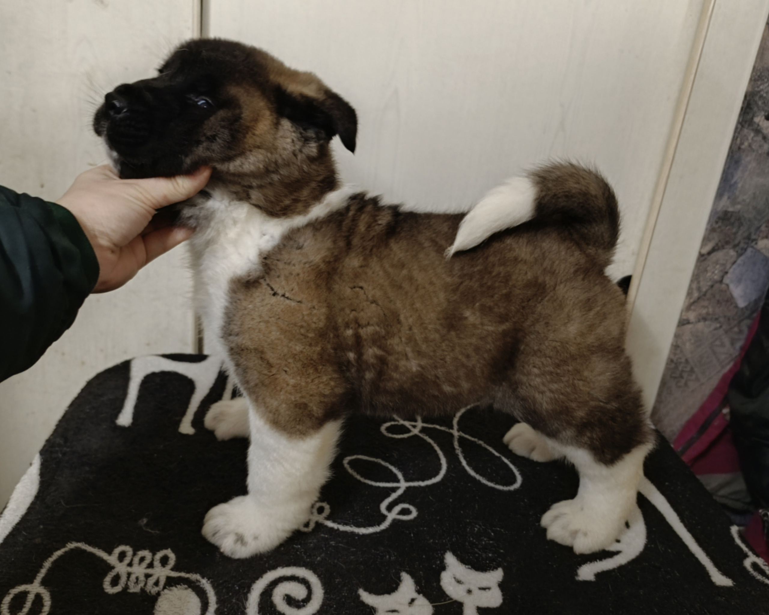 Американская акита  щенки питомник Санкт-Петербург клубные щенки Американская акита питомник RUBYLIGHT Рубилайт купить щенка американской акиты