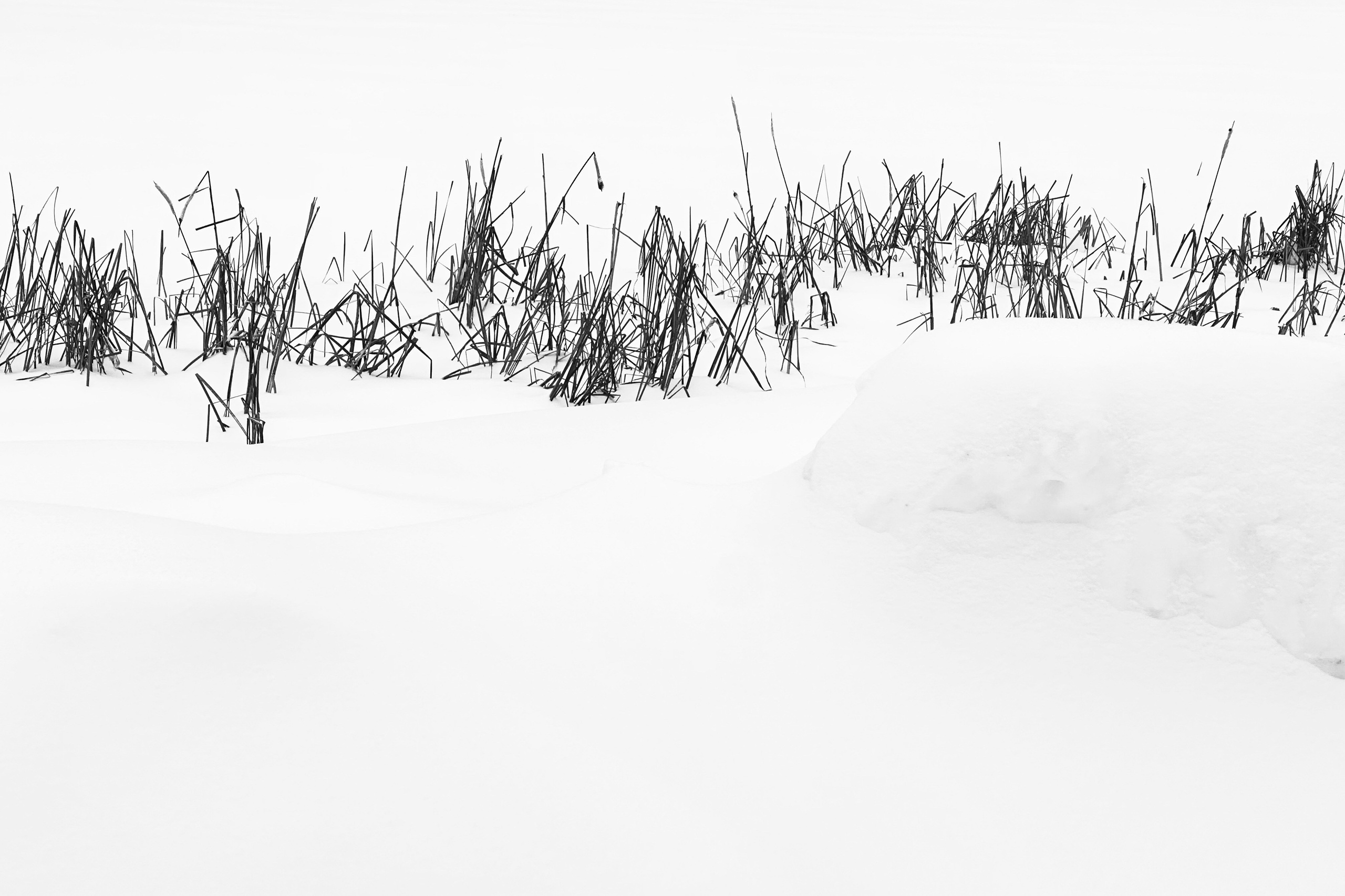 Чёрно-белая зима 25-26. Фотосессии и репортаж — Фотограф в Москве — Рина Серёгина