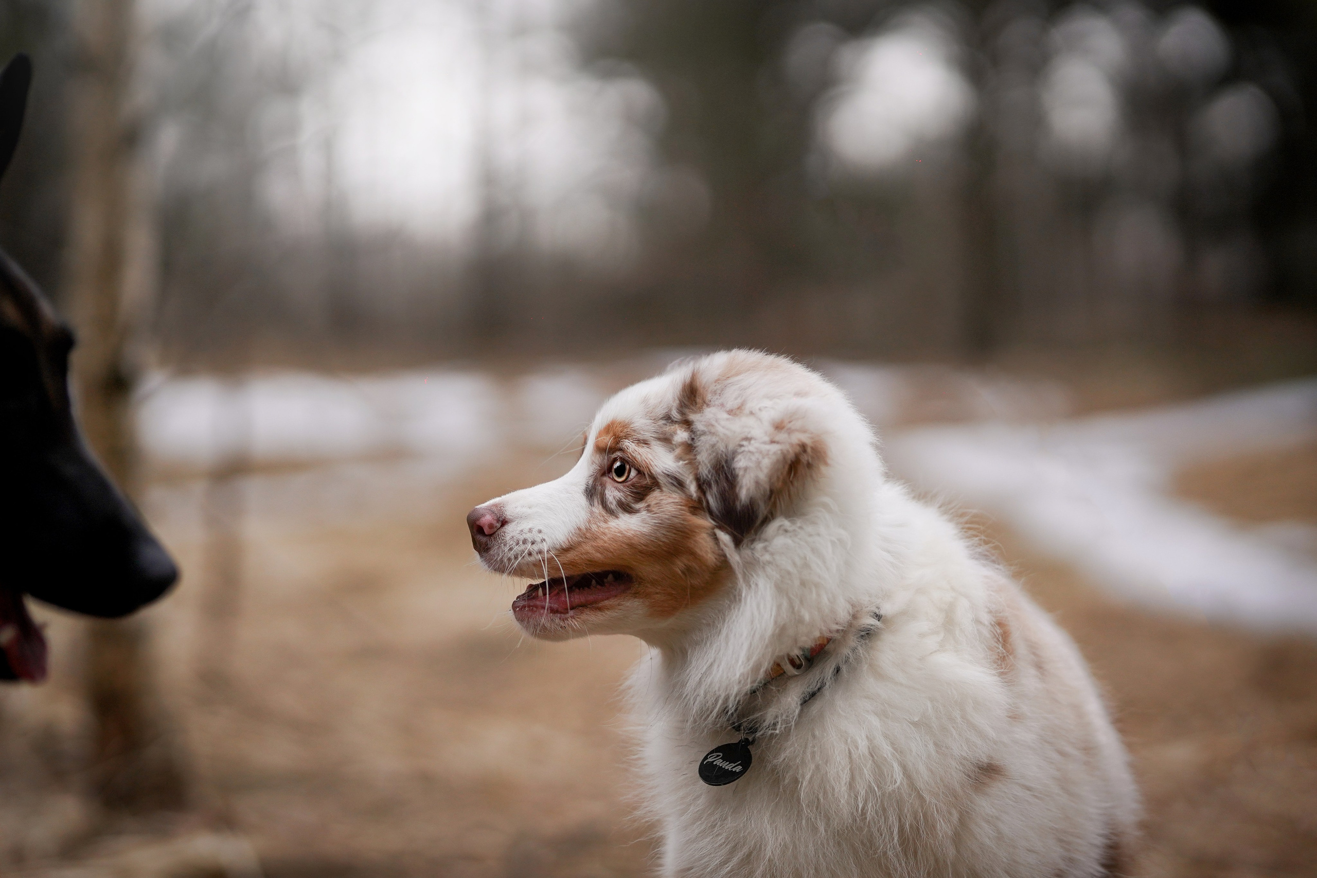 Панда и Эста. Фотограф-анималист в Санкт-Петербурге Яна Мартынова