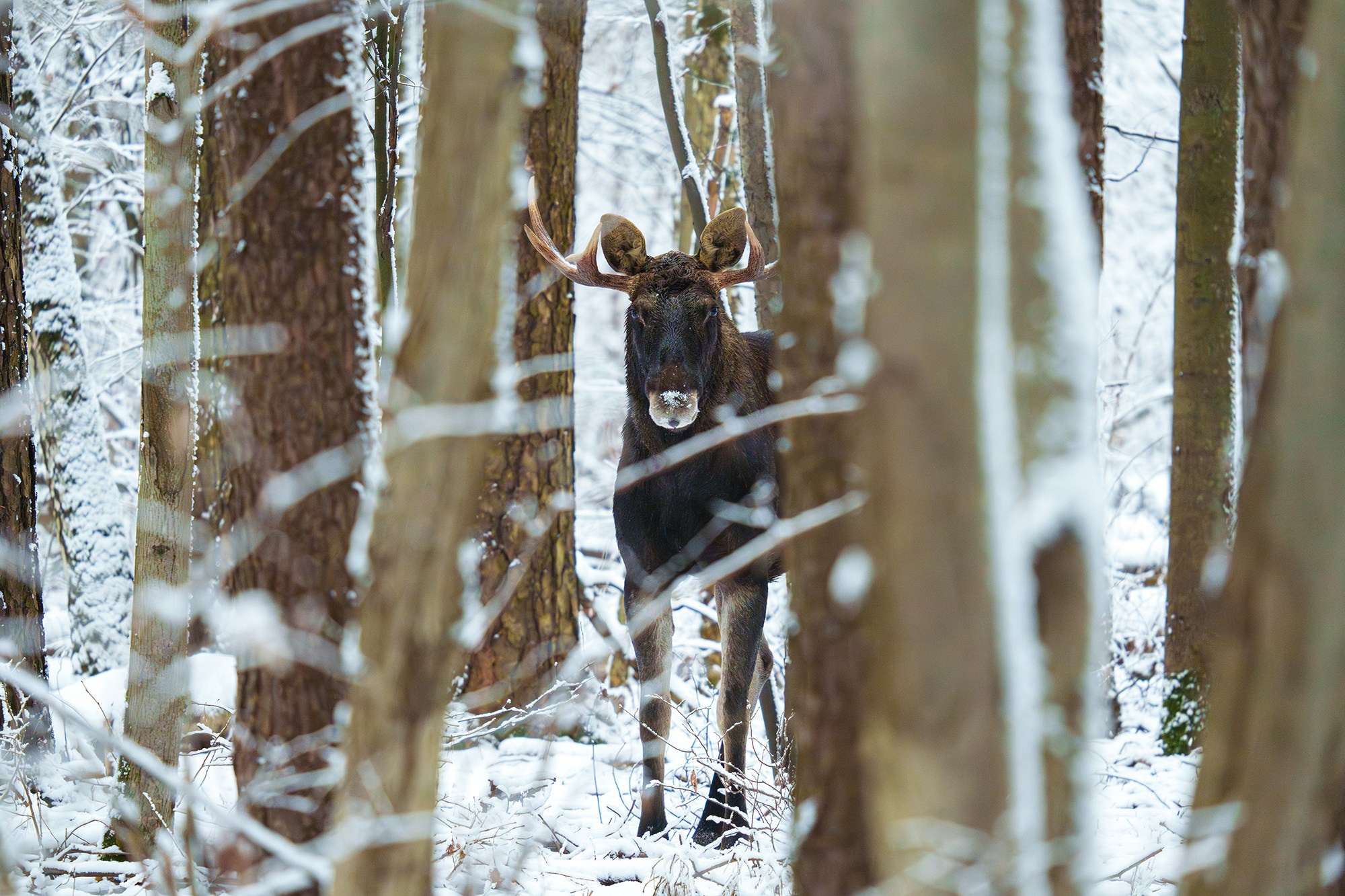Животные. Ваш личный фотограф Марина Волкова