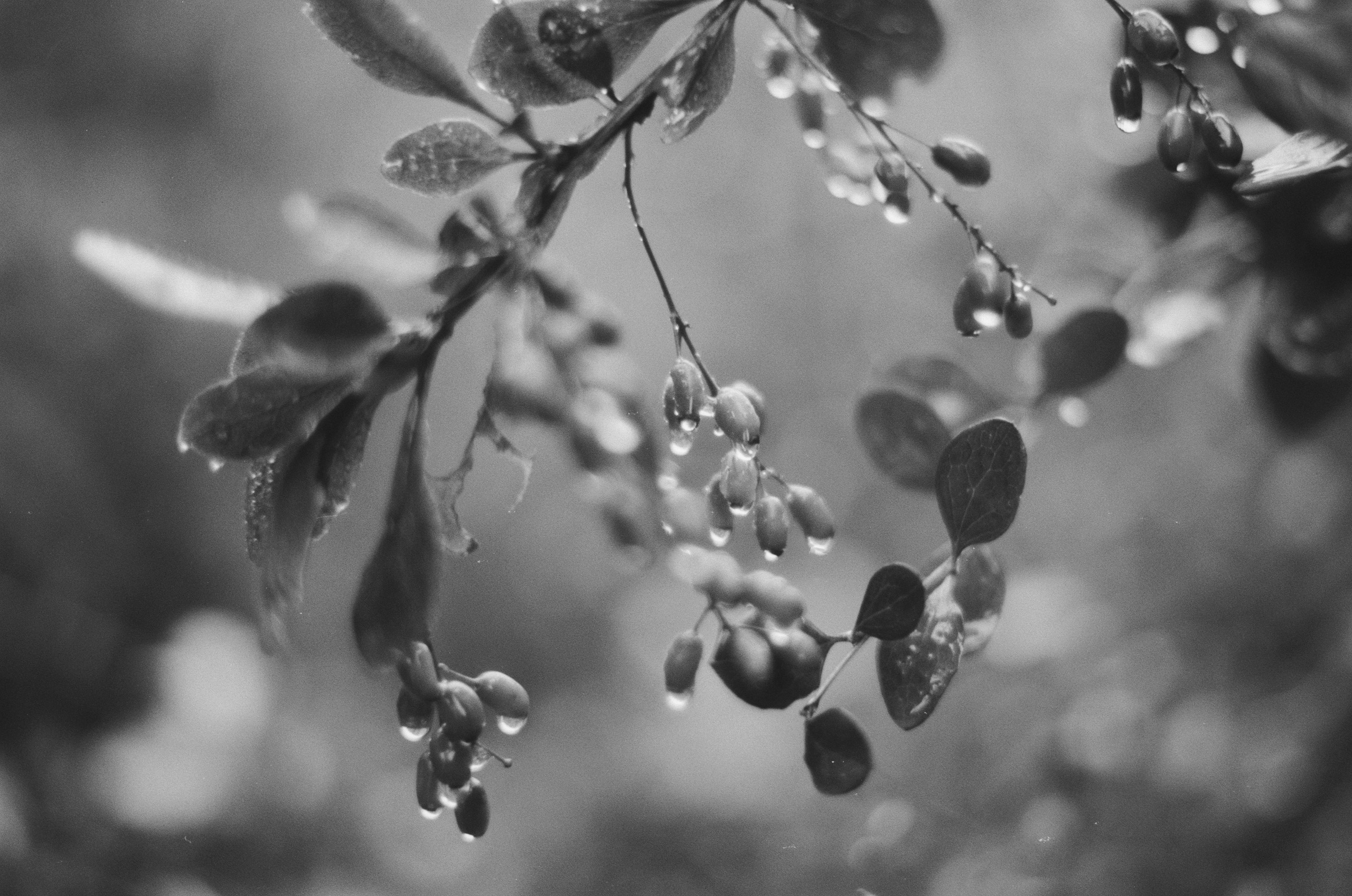 Black dog petersburg // st.-petersburg II. EVER EXPOSED