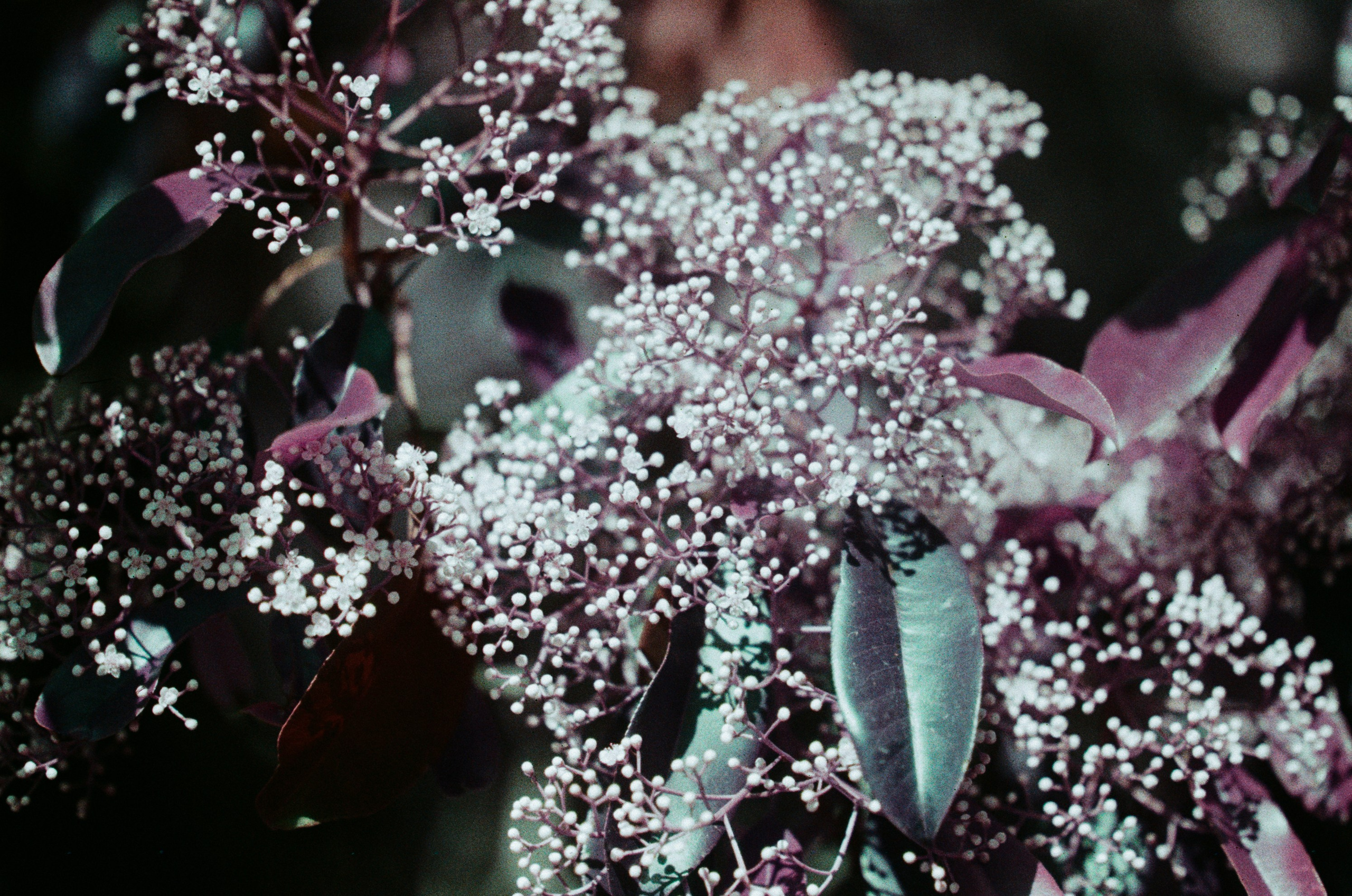 Sakura blues // ukraine, crimea IX. EVER EXPOSED