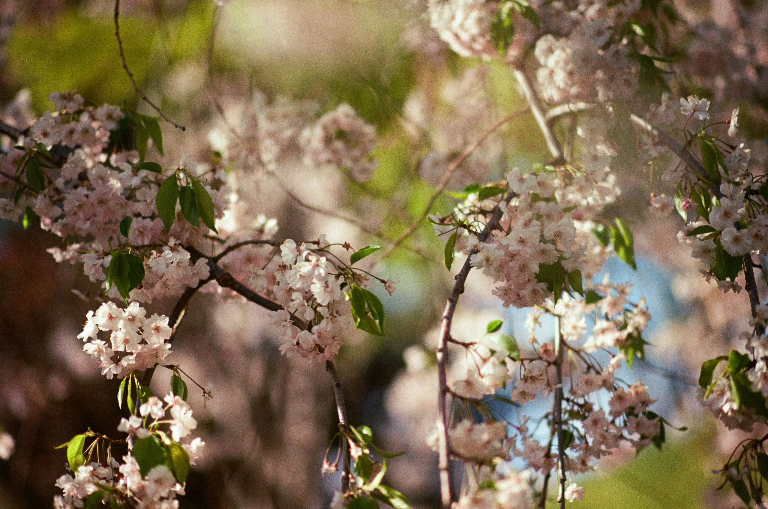 Sakura blues // ukraine, crimea VI. EVER EXPOSED
