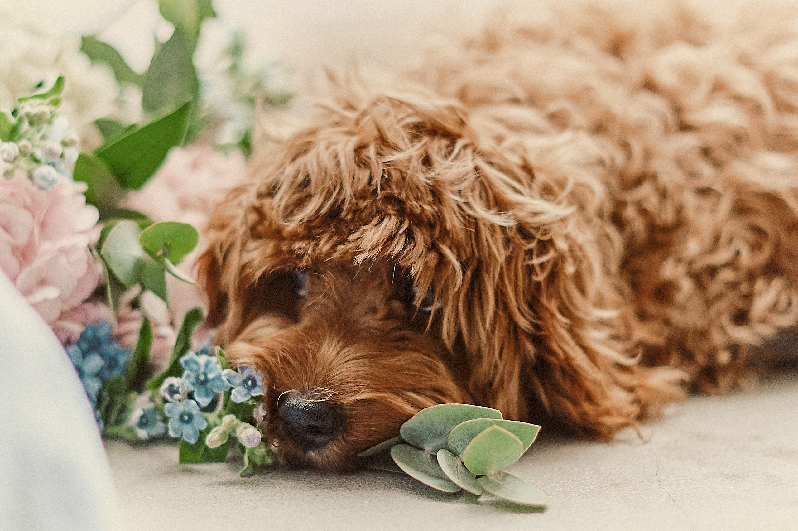 ИСТОРИЯ ОДНОЙ ПУЗОЖИТЕЛЬНИЦЫ. Свадебный и семейный фотограф РИТА БОЧКАРЁВА