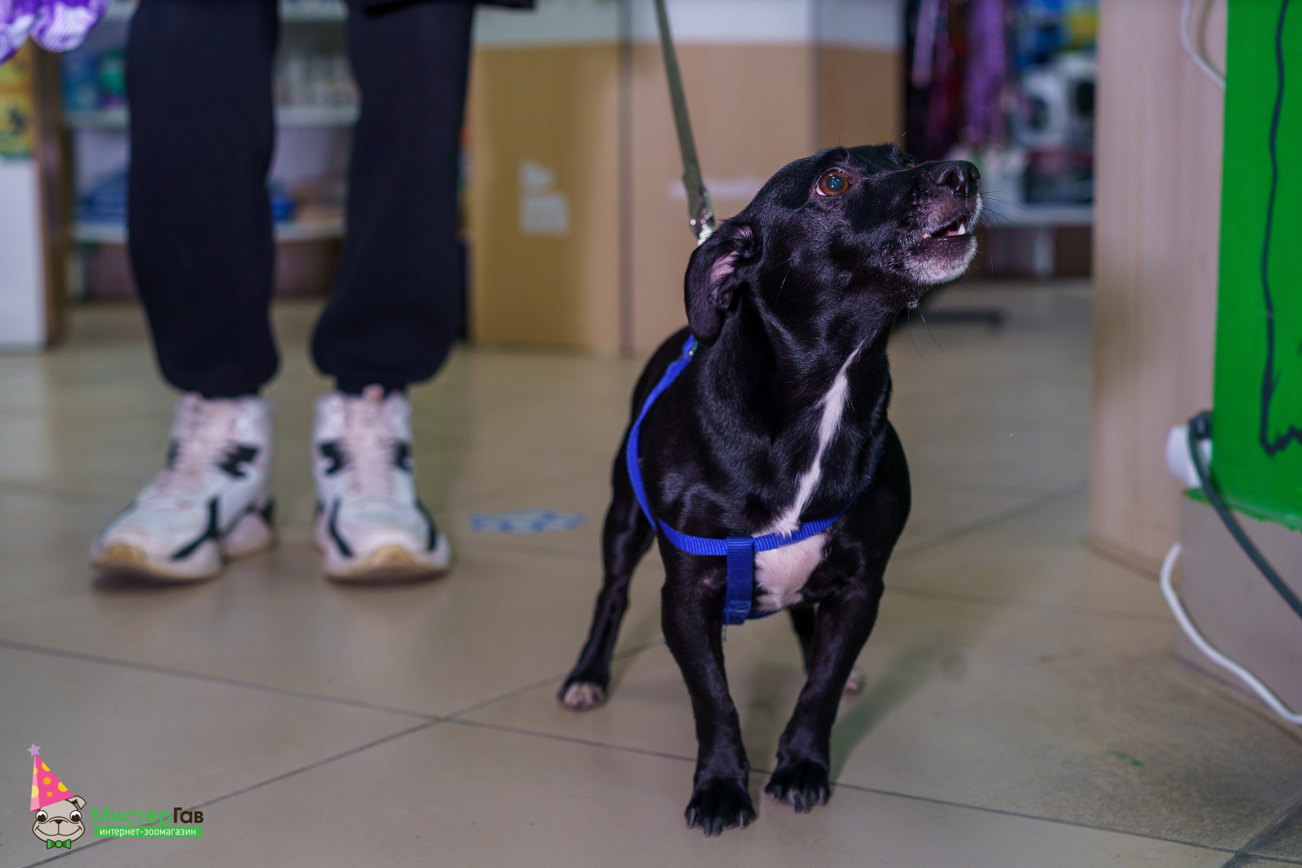 Мистер Гав -13 лет!. Фотограф Челябинск · Ольга Серебрякова