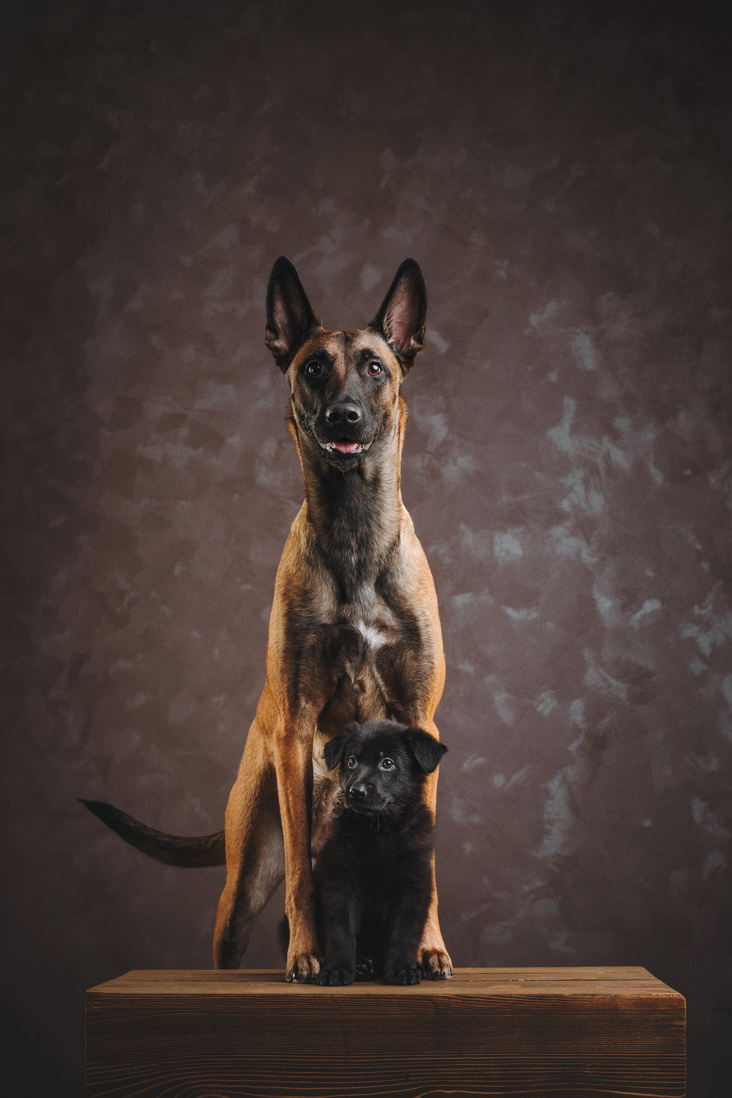 Аня и Базилика. Фотограф анималист Осипчикова Мария