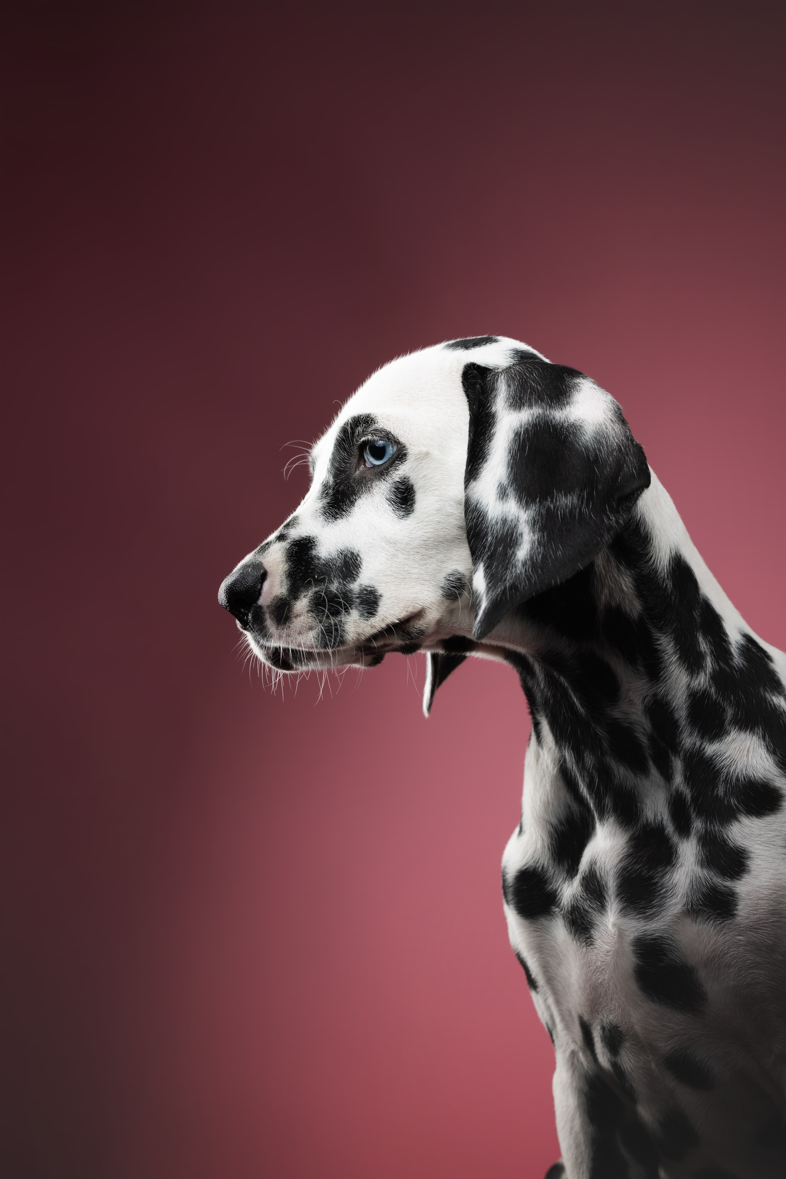 Далматин Одри. Фотограф анималист Осипчикова Мария